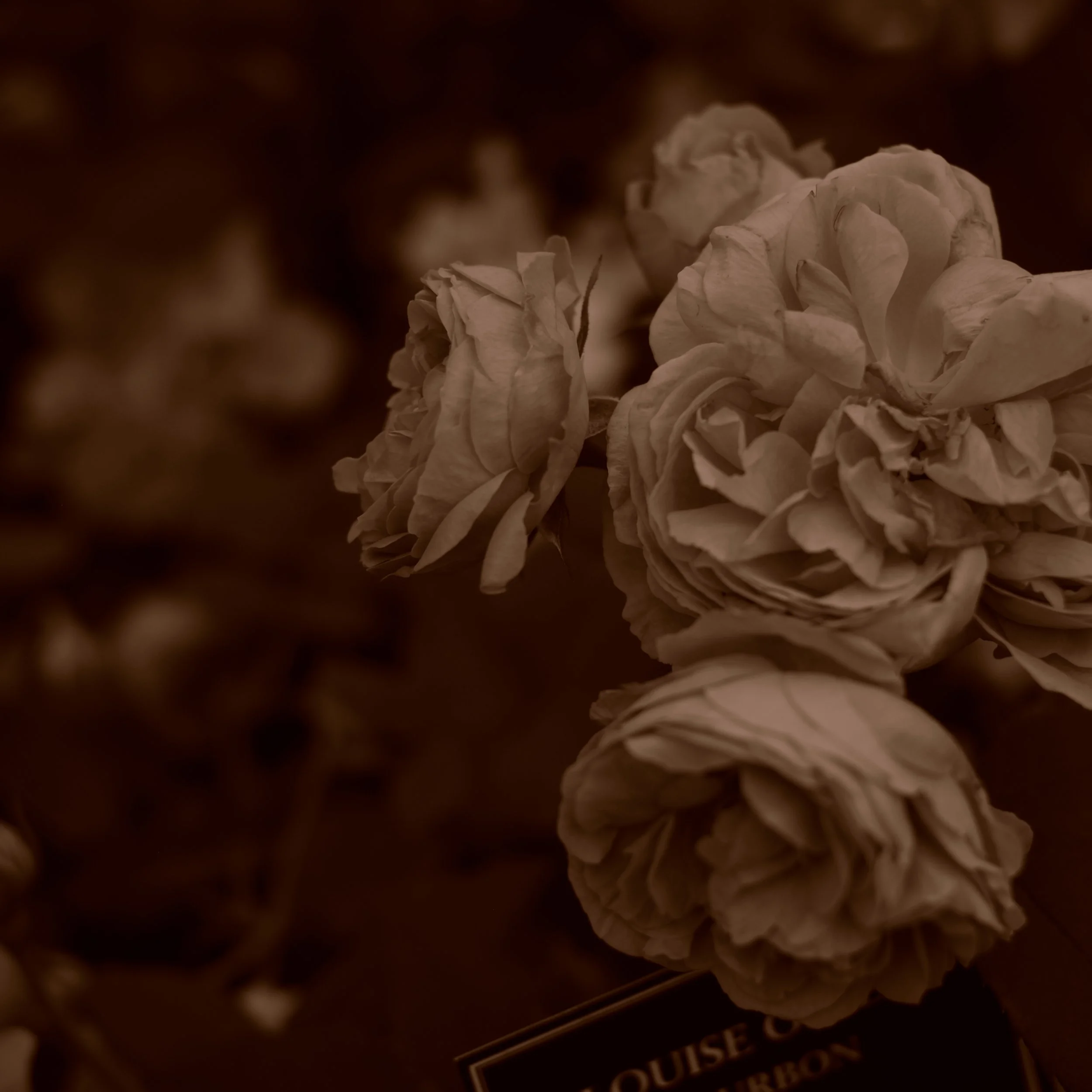 sepia roses .JPG