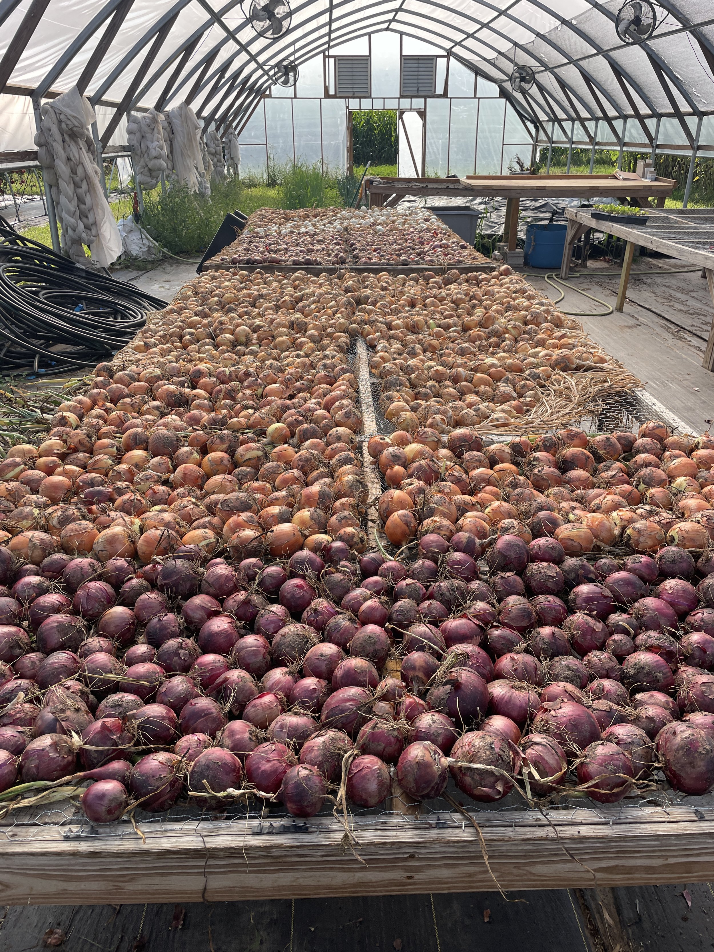 yr 4 onions_3.JPG