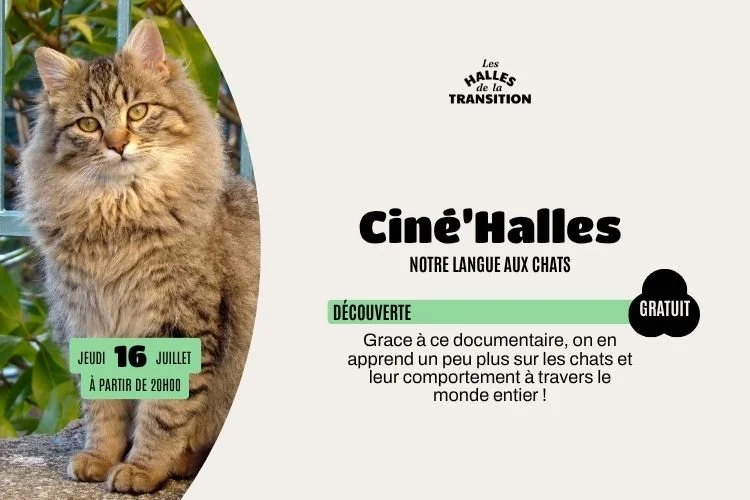 🎬 Ciné’Halles — Notre Langue aux Chats 🐱
