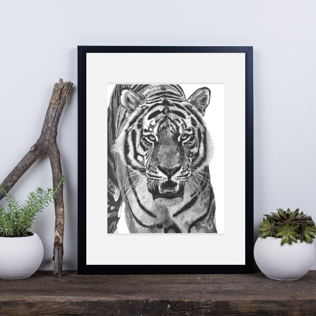 Tiger fine art print — Kate Priestman Art