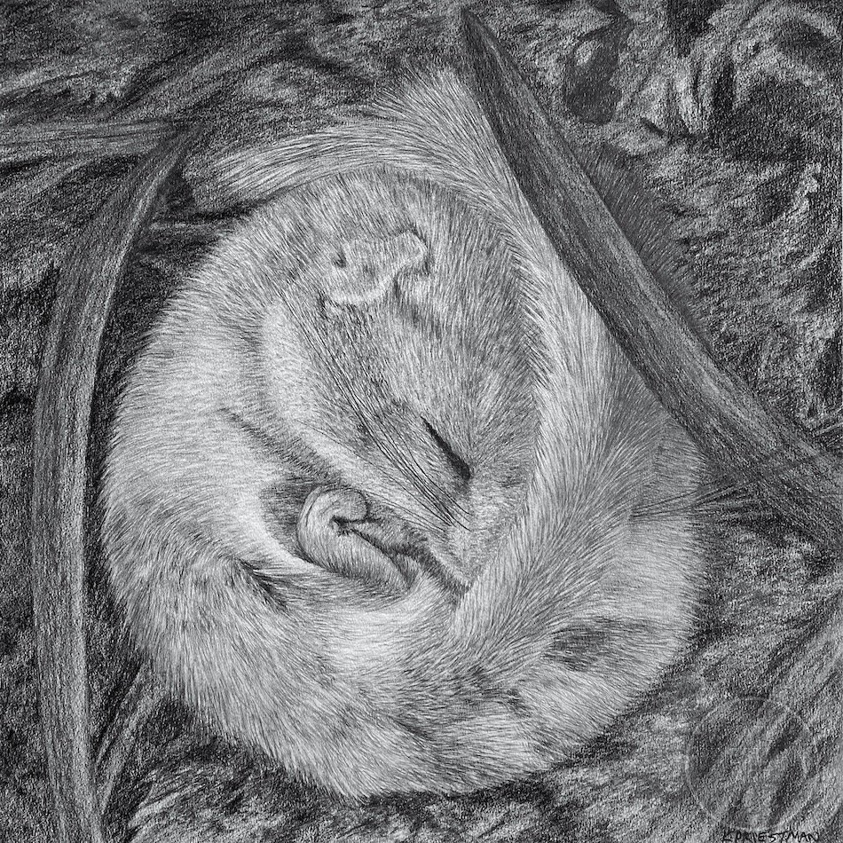 Best paper for graphite drawing — Kate Priestman Art