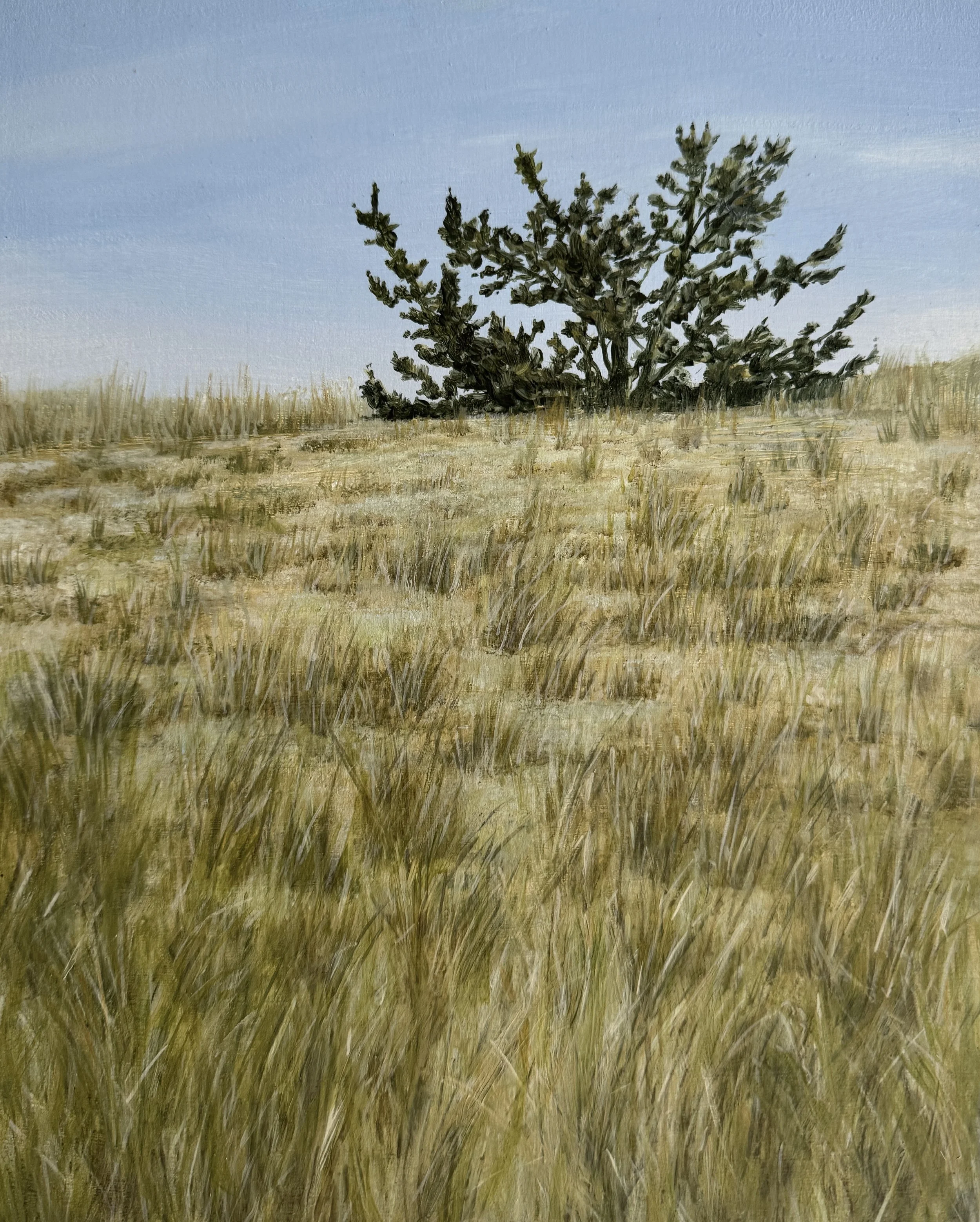 Hill Sentry, oil on panel 10"x8"