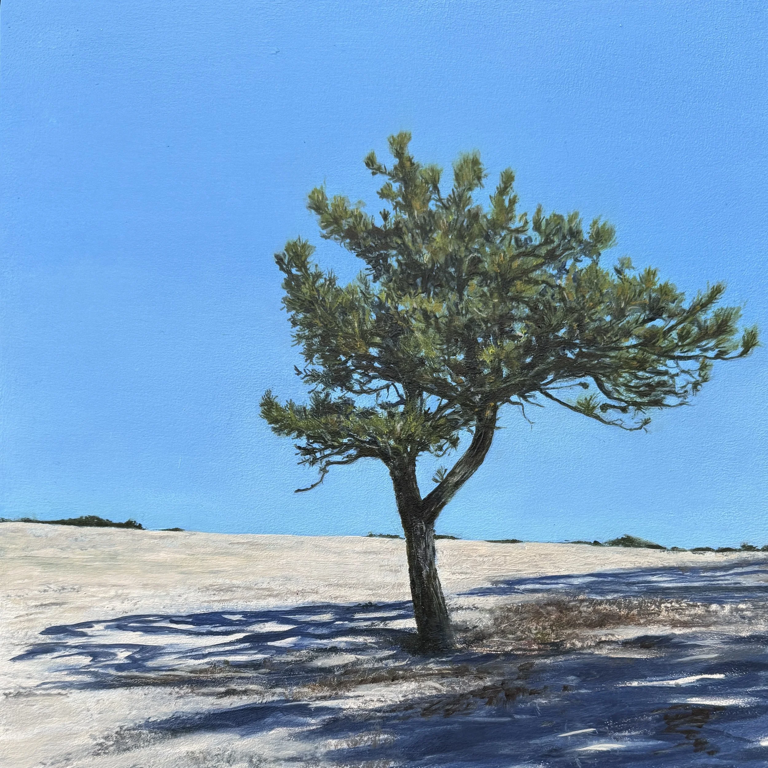 Pitch Pine Portrait, oil on panel, 12"x12", $950