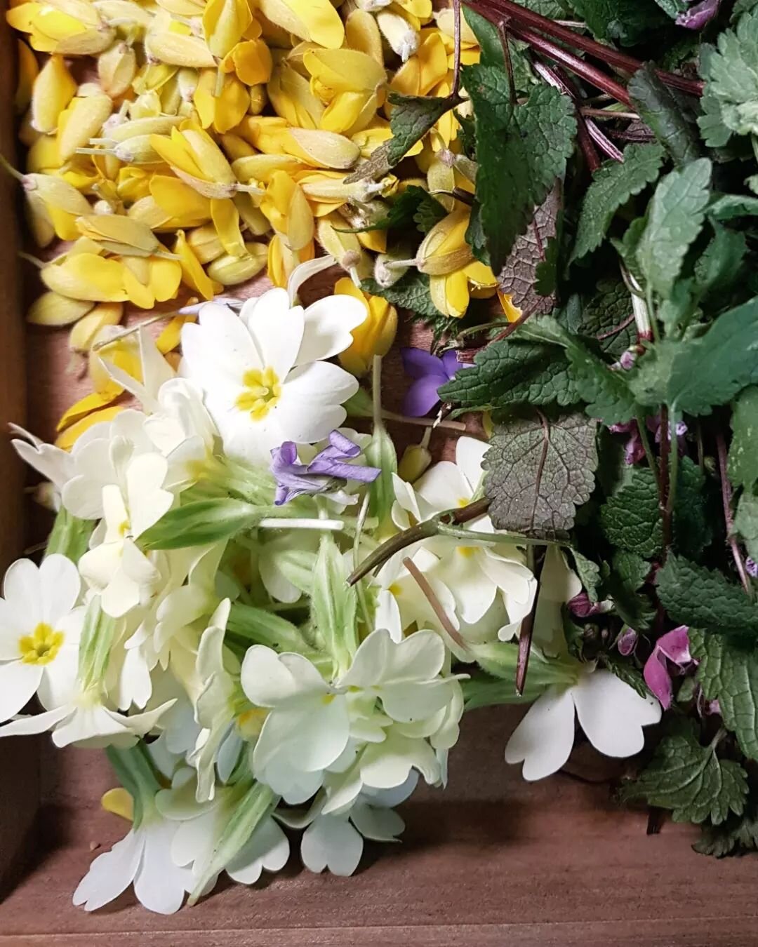 Gorse and primerose flowers syrup
100g cane sugar
60g water
a bunch of flowers
1-2 lemon slices
a small fragment of a vanilla pod, without the seeds
Bring the water and sugar to a soft boil, add the lemon slice and vanilla pod and turn off the heat. 