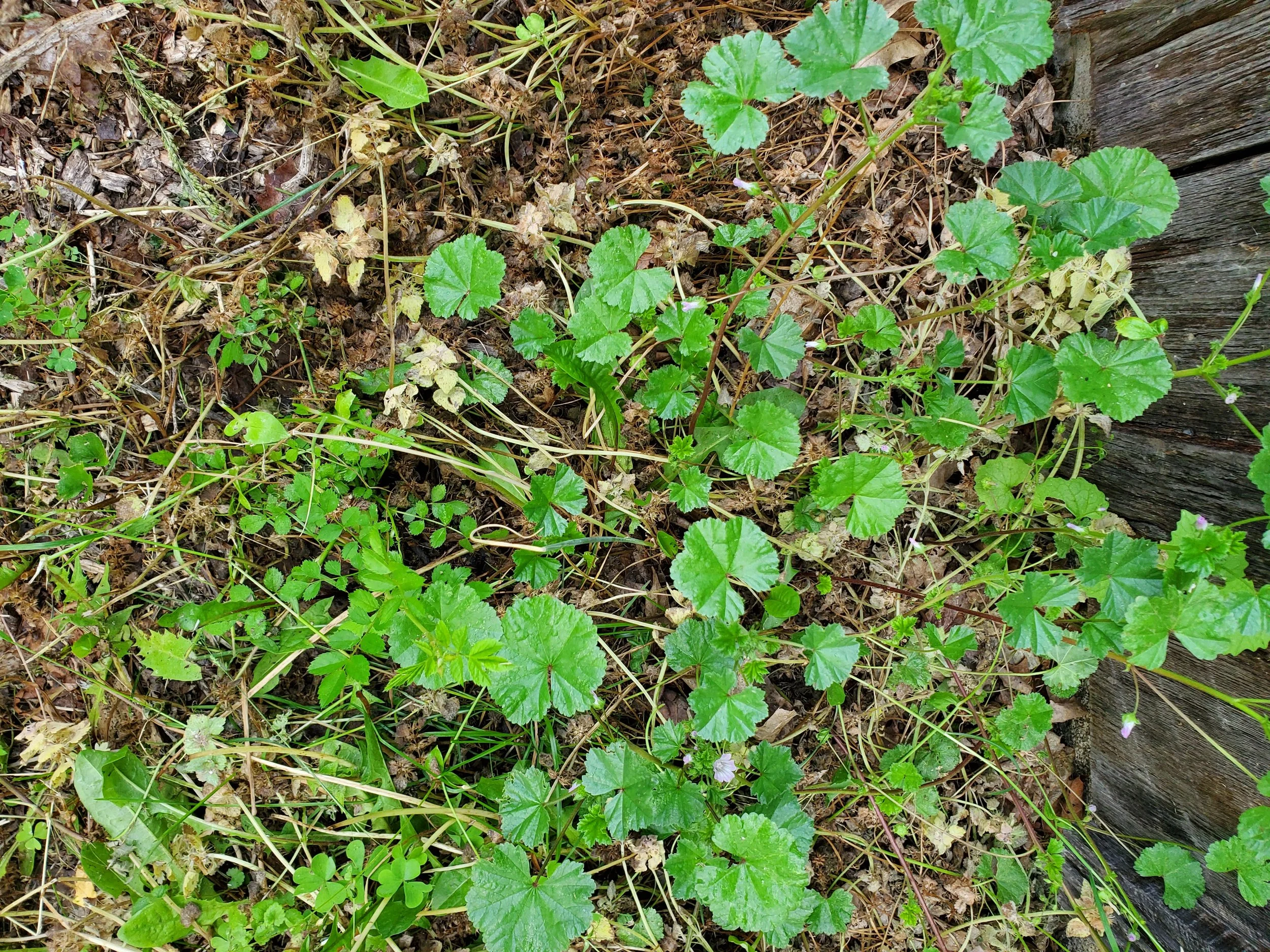 Common Mallow — Crane Acupuncture & Holistic Medicine