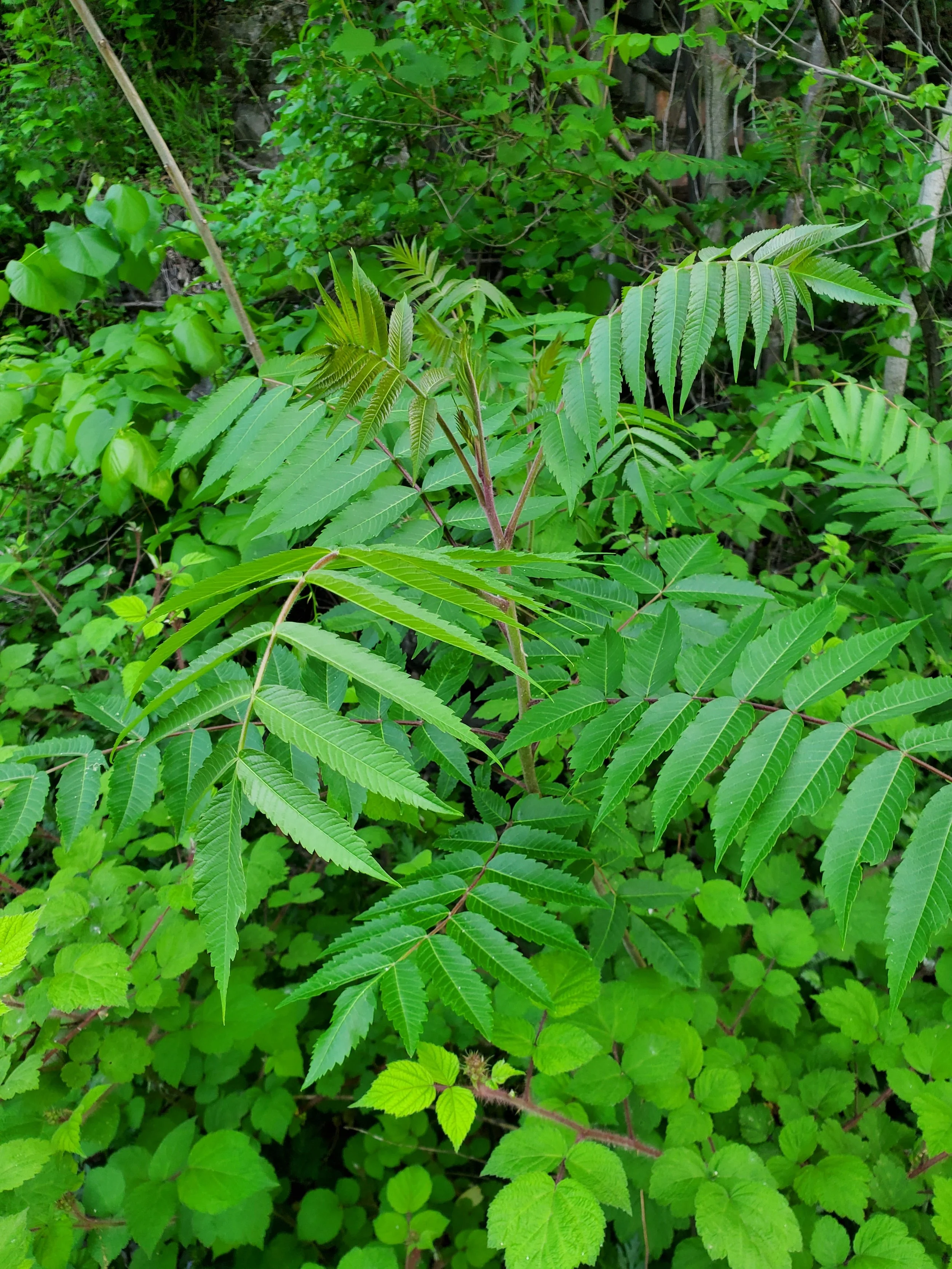 Staghorn Sumac — Crane Acupuncture & Holistic Medicine