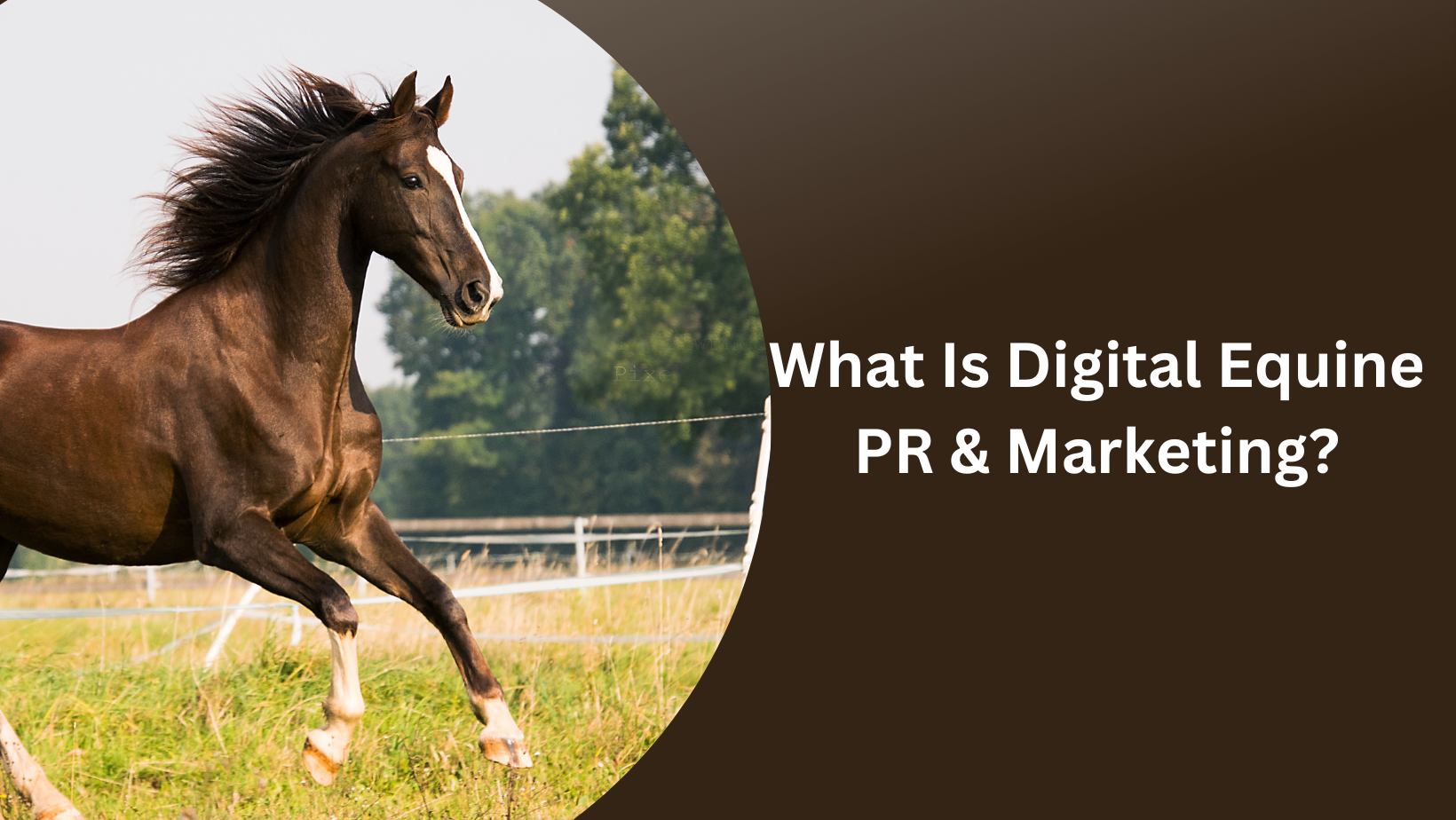 What Is Digital Equine PR &amp; Marketing?