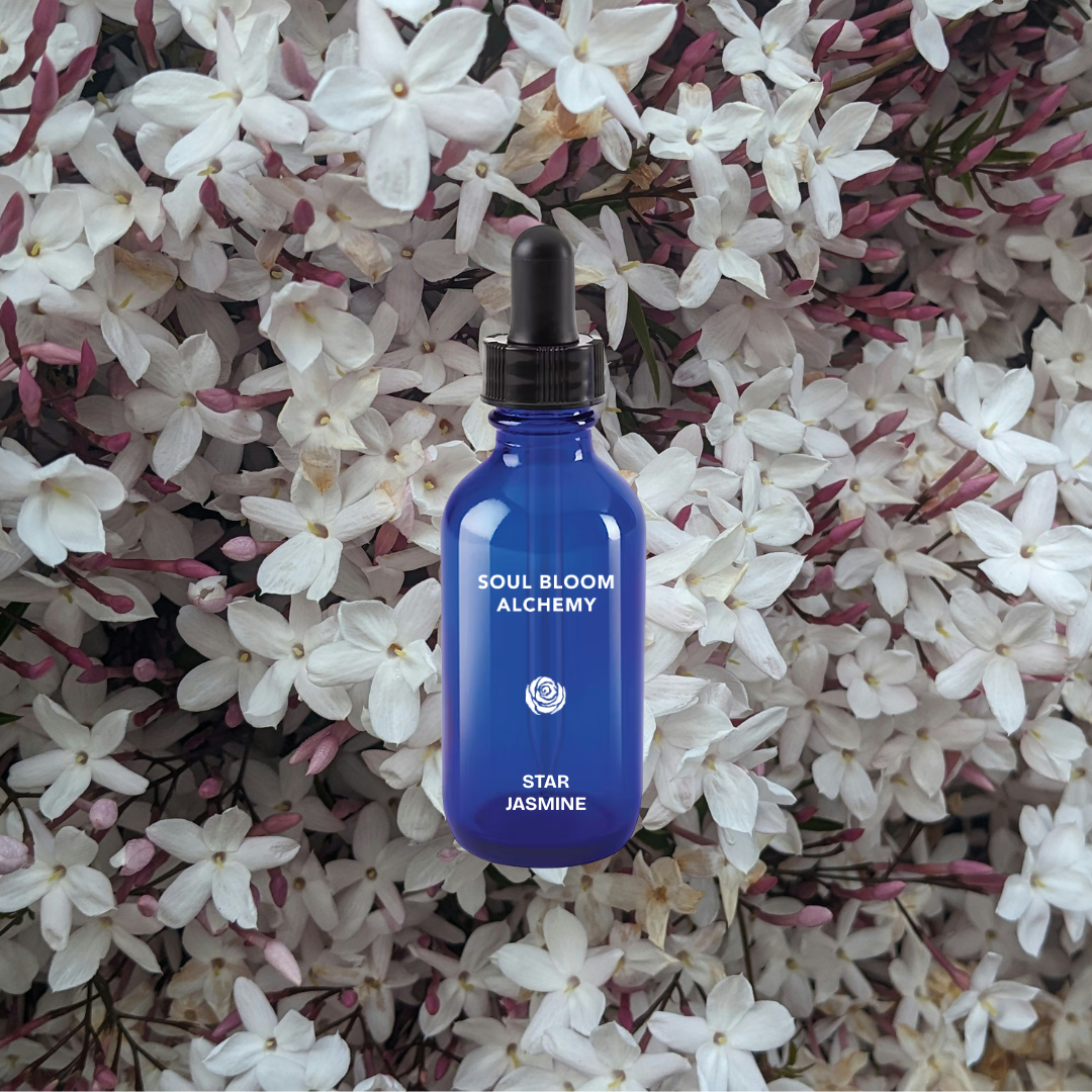 STAR JASMINE