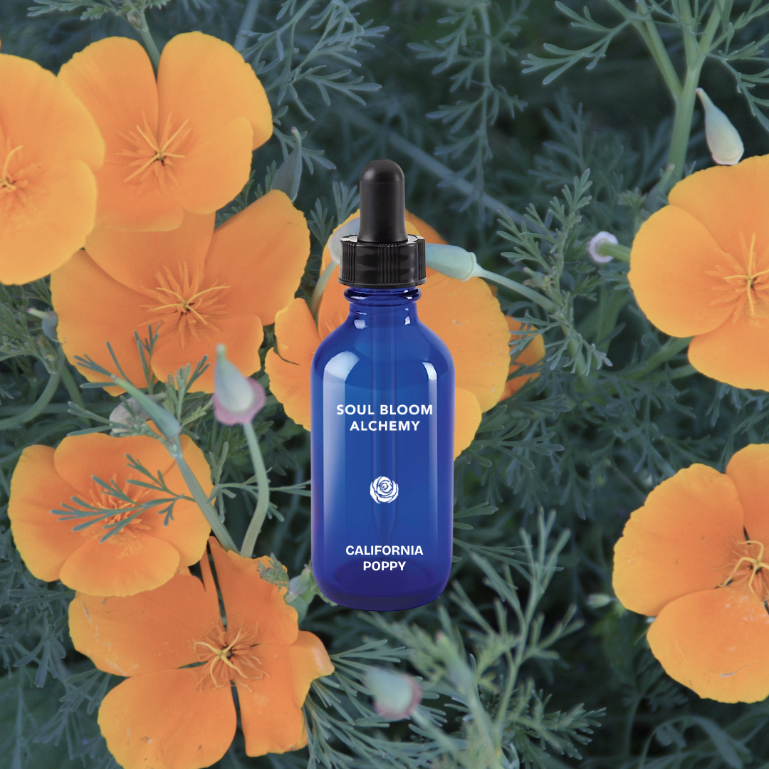 CALIFORNIA POPPY