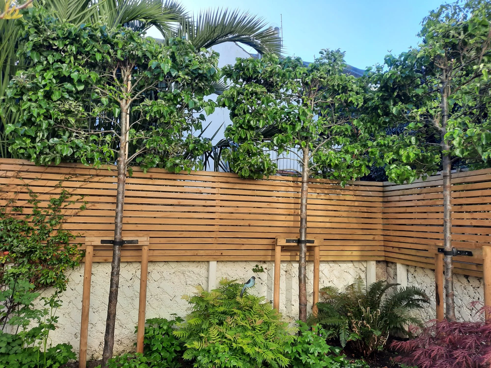 pleached trees hove.jpeg