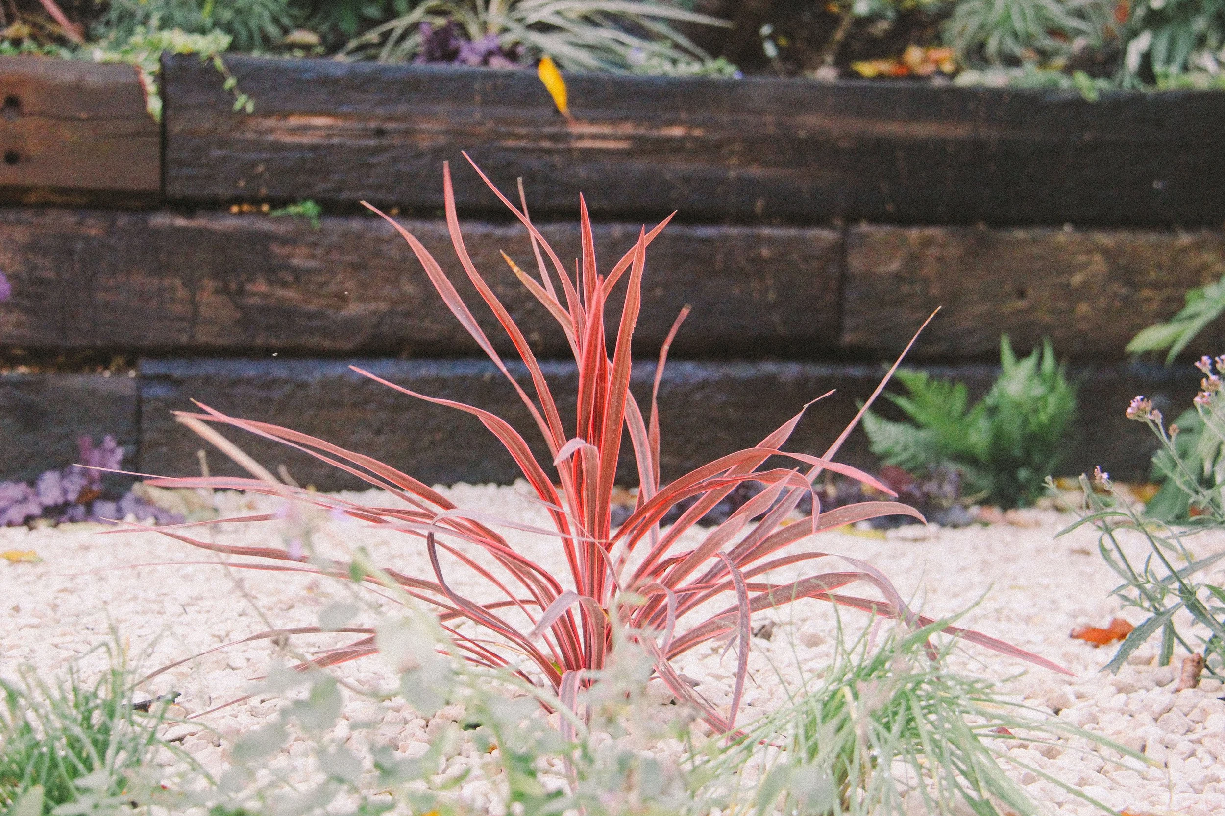 garden-161.jpg