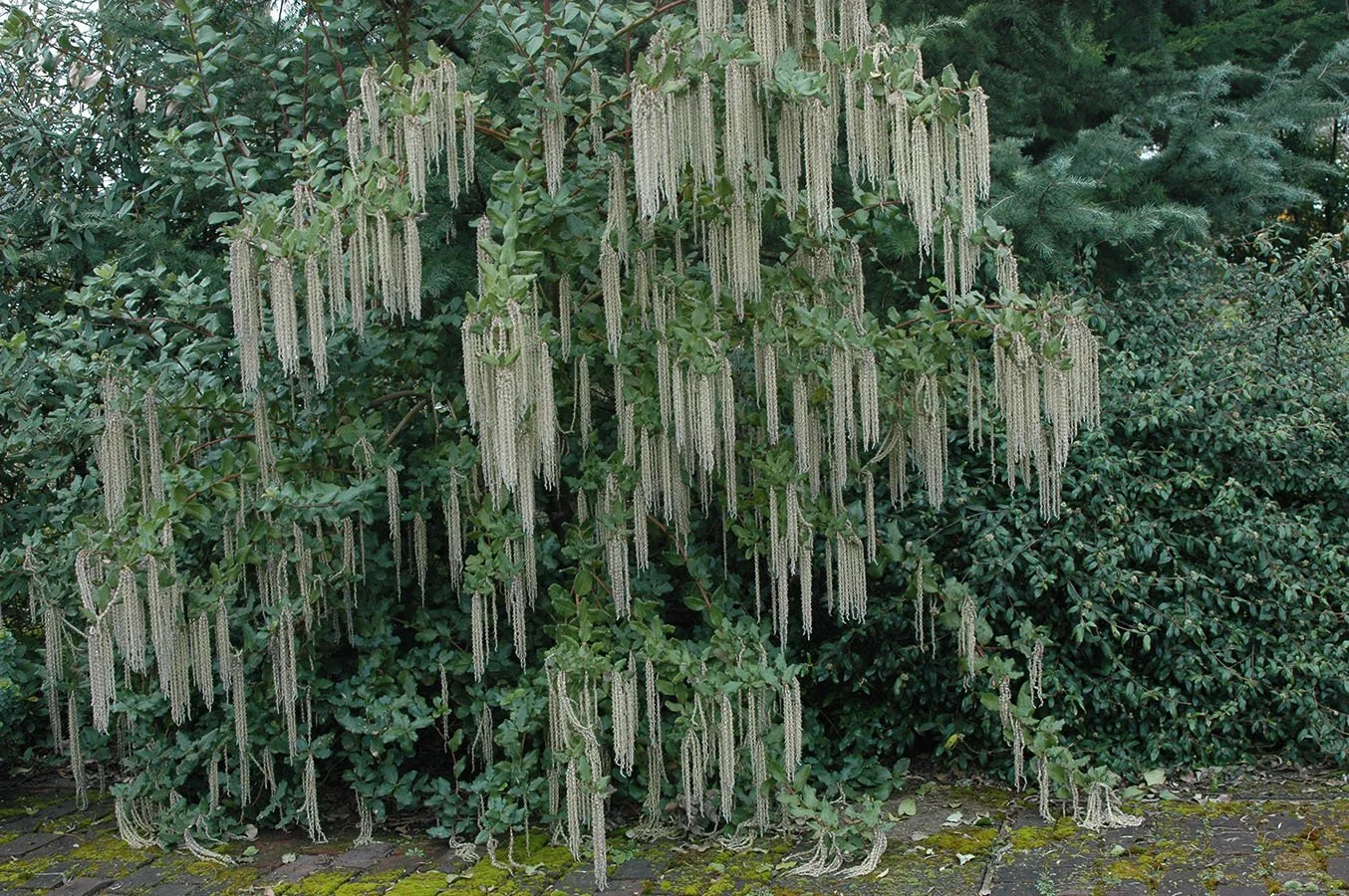 Garrya elliptica 'James Roof'.jpg