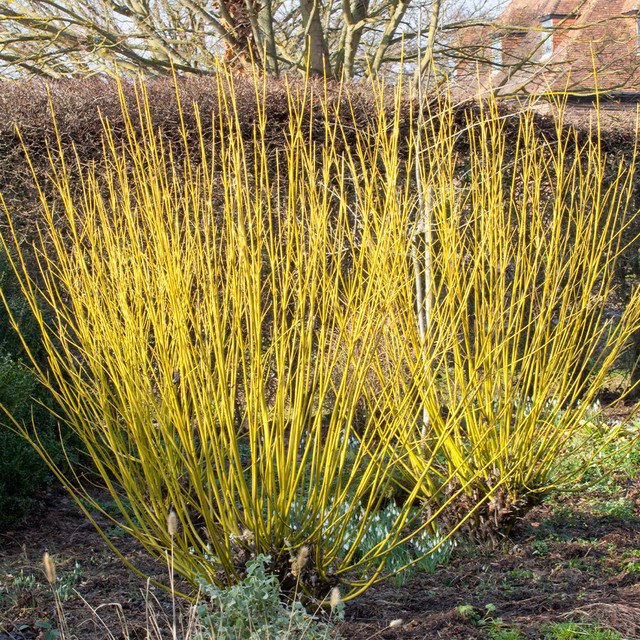 Cornus sericea 'Flaviramea'.jpg