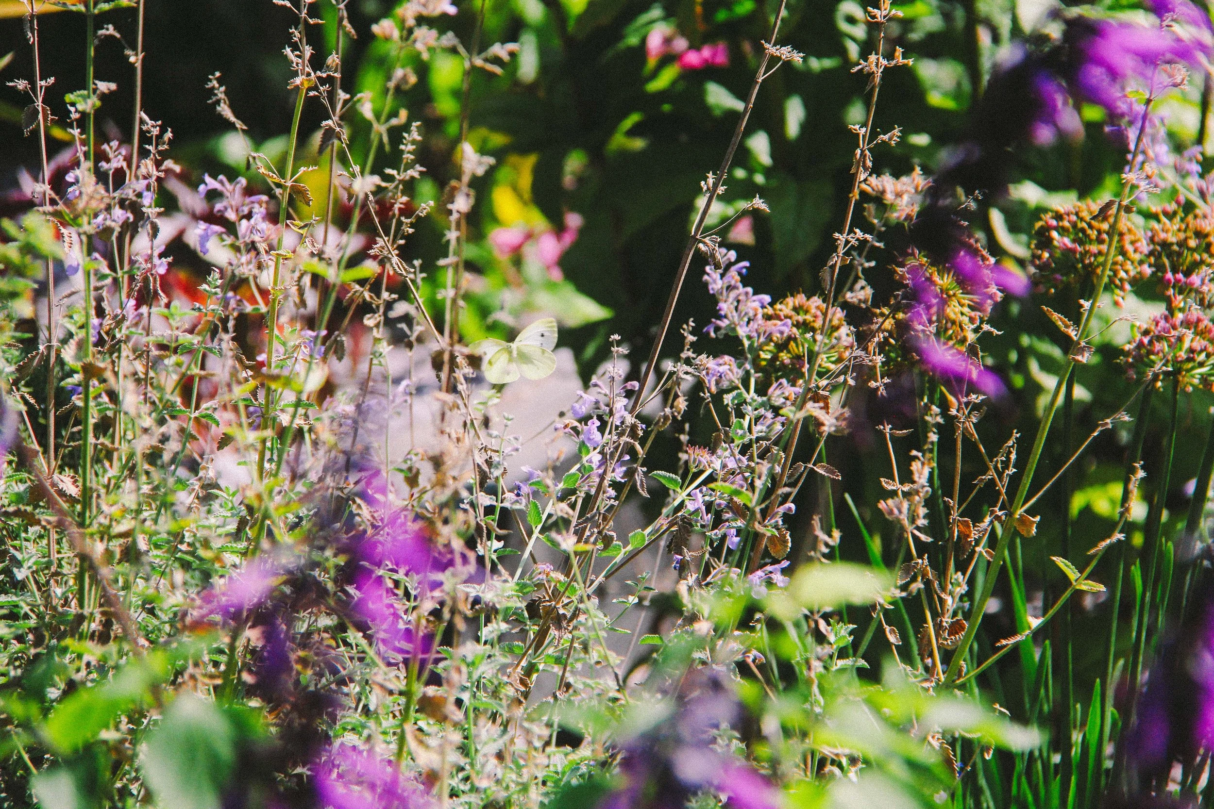 GARDENS2COCO_EDITS-17.jpg