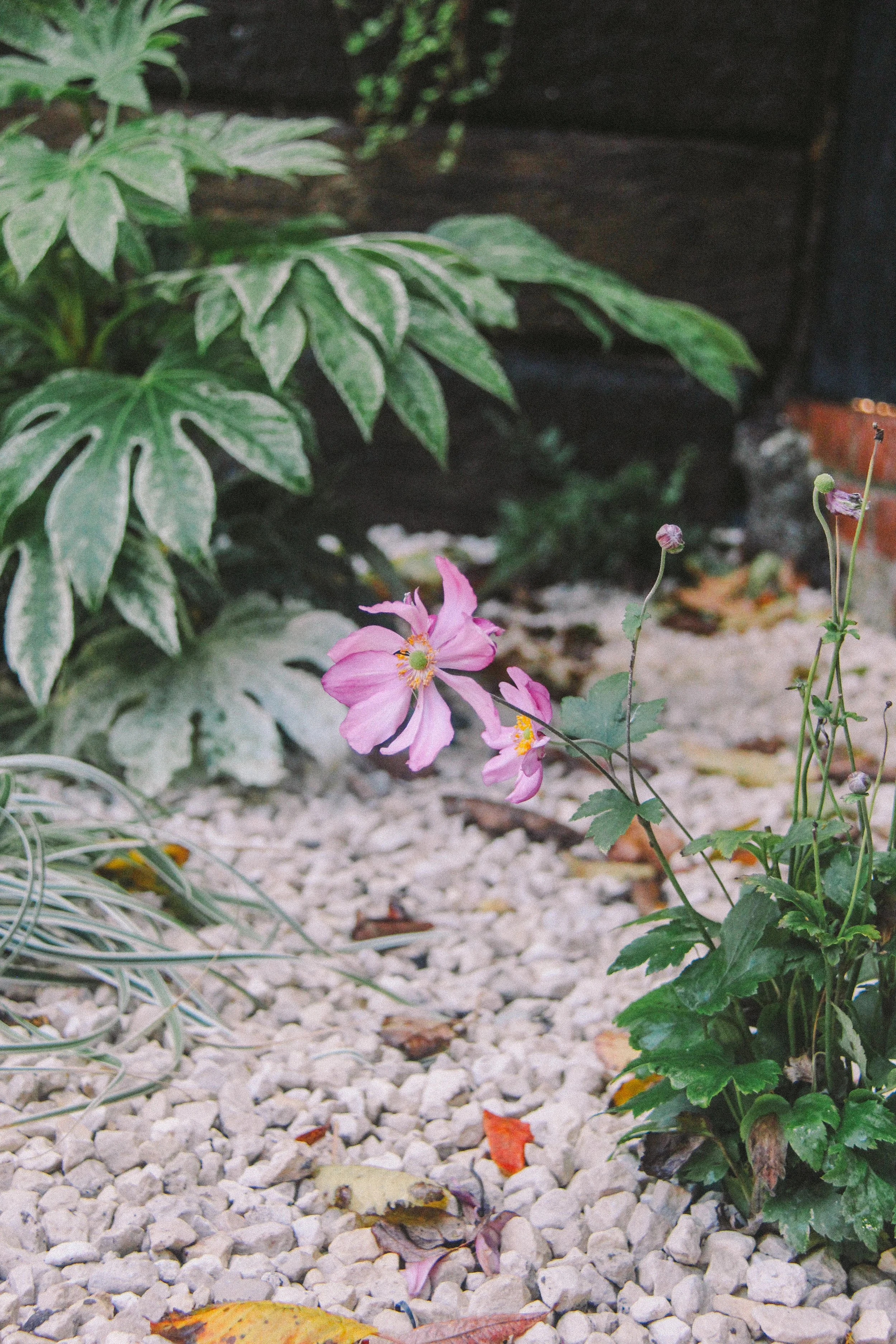 garden-157.jpg
