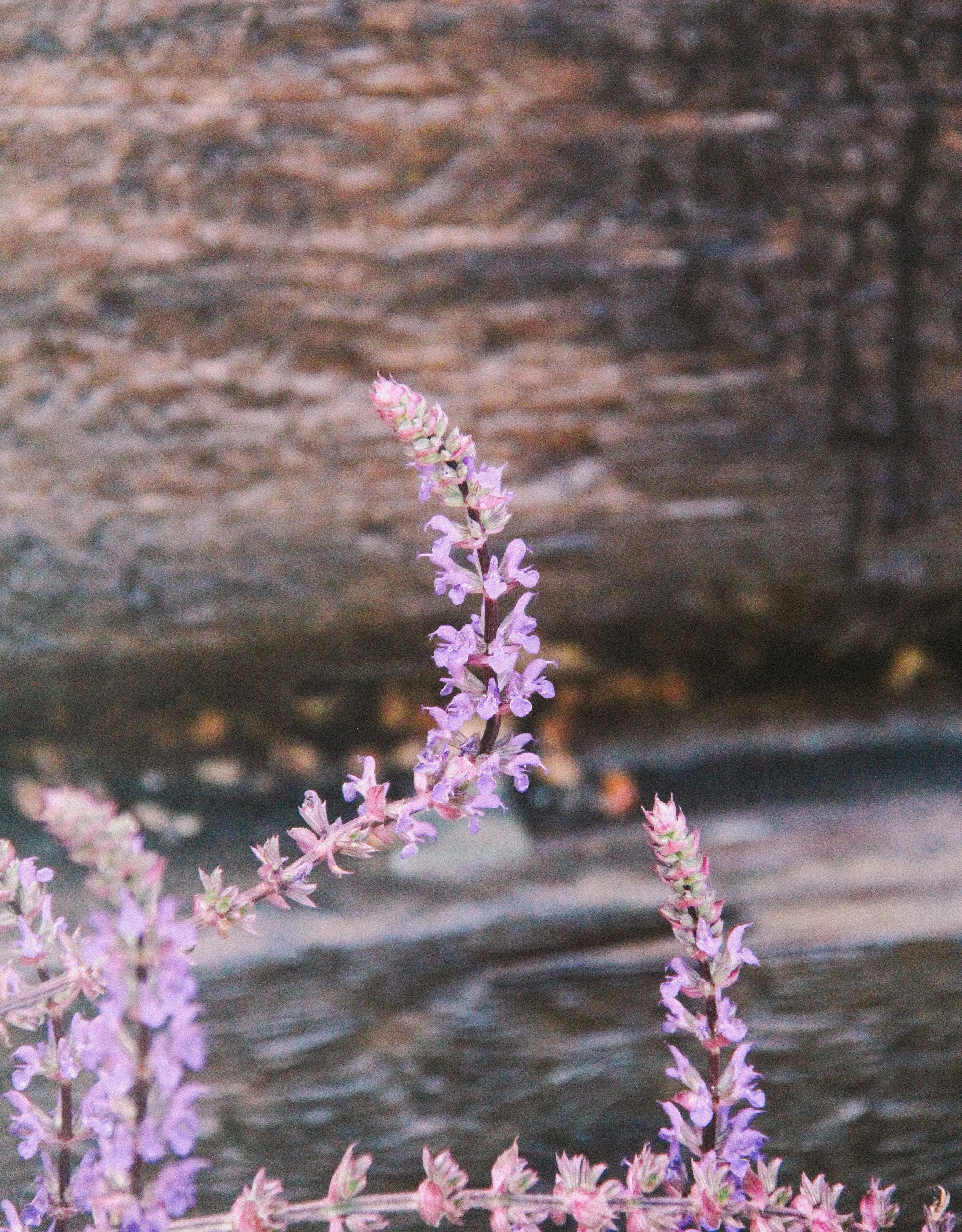 garden-141.jpg