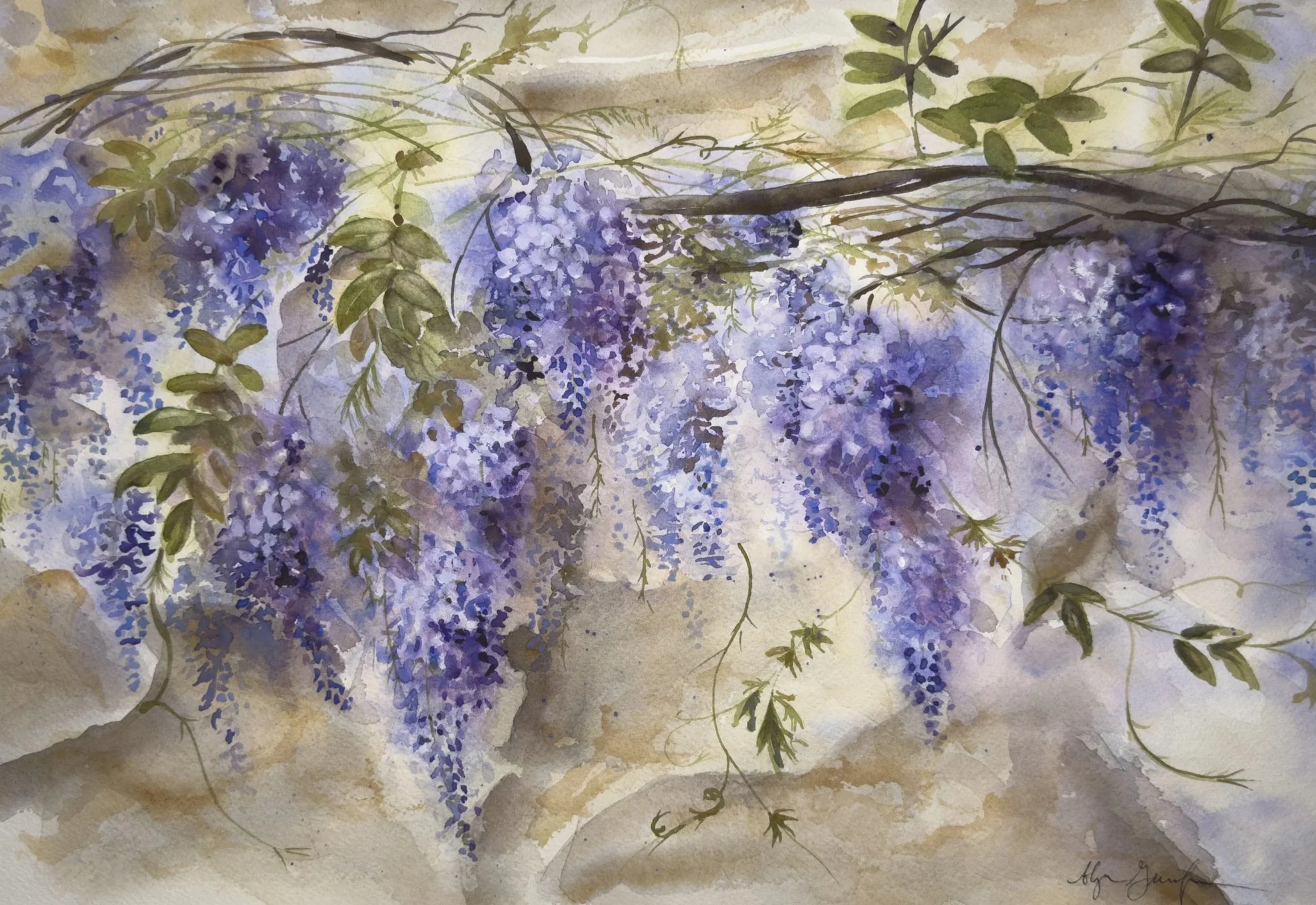 Wisteria