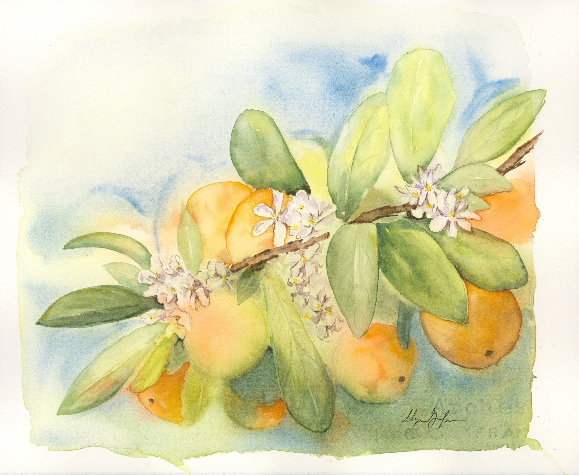 AlyssaGrundmeyer_OrangeBlossoms