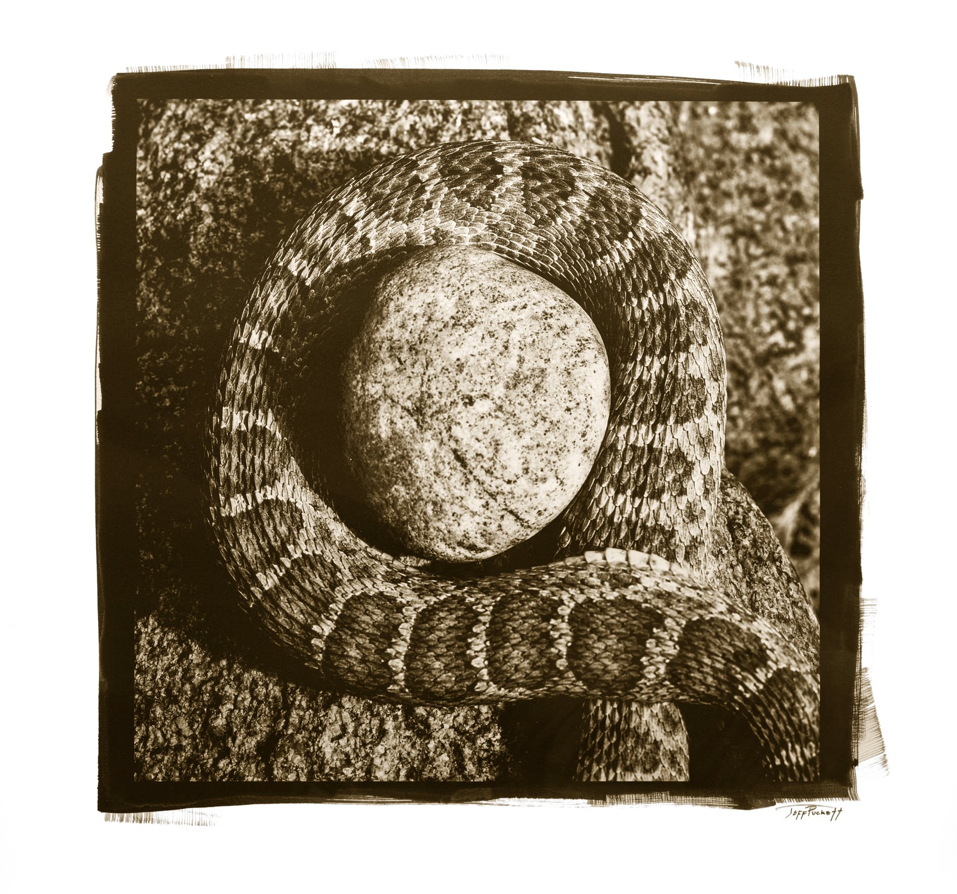 Rattle-Rock- PtPd copy.jpg