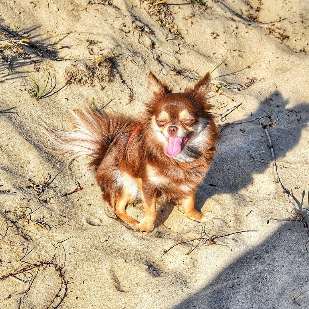 &quot;Even the tiniest Poodle or Chihuahua is still a wolf at heart.&quot; ❤️🐺
- Dorothy Hinshaw 

Shoutout to all our little doggo friends out there, we see you 🤗

📸: @pavlova_chihuahua 

#dogsofinstagram #chihuahuasofinstagram #littledogsofinsta