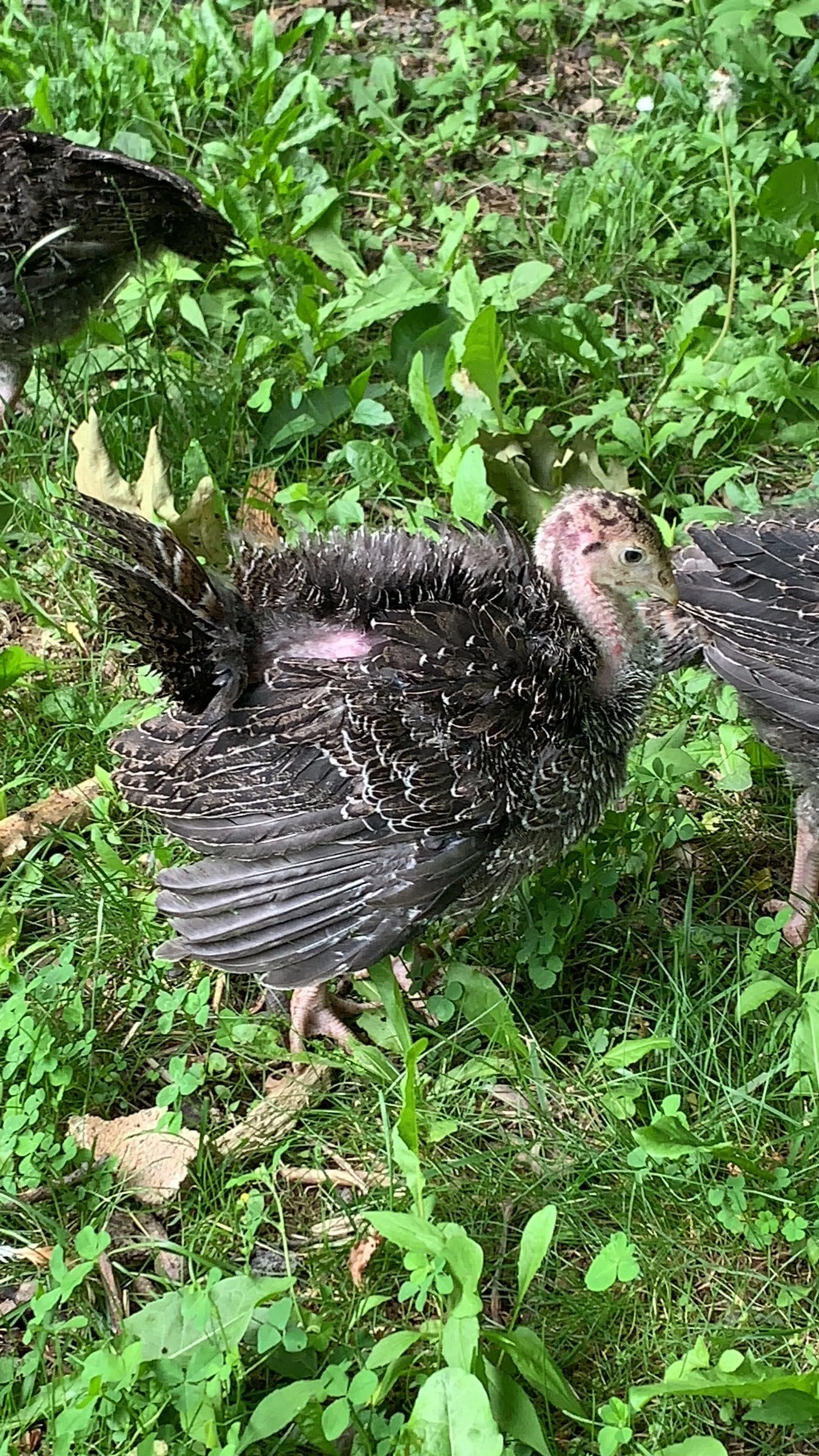Young turkeys