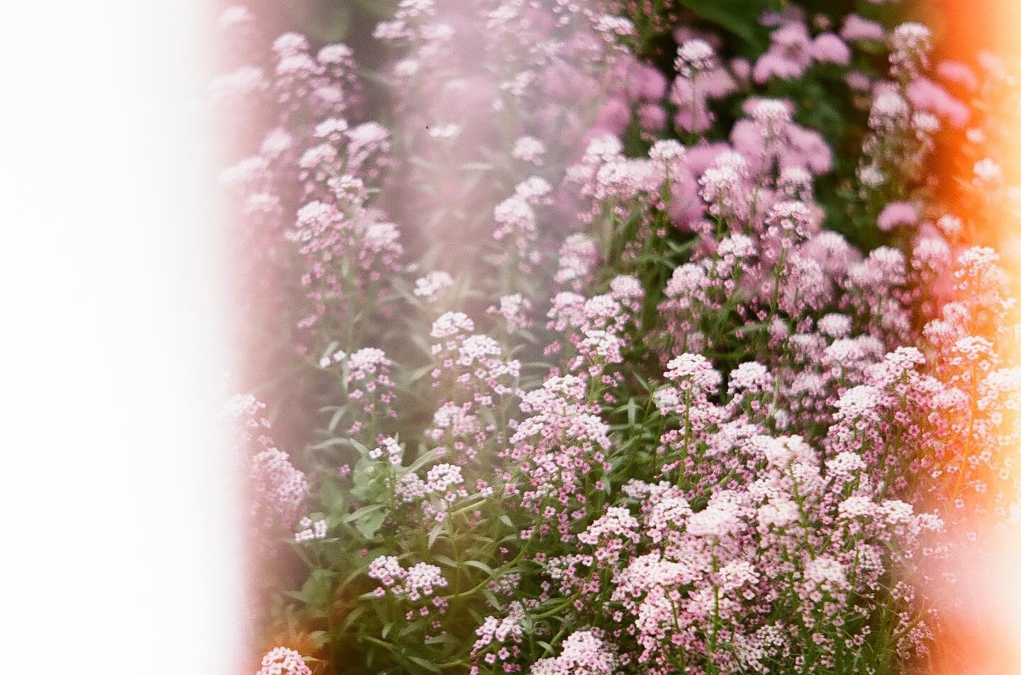 ~&bull;~&bull;~&bull;~&bull;~&bull;~&bull;~
Perhaps healing is the creation of choice
When we can choose, we are free 🦋