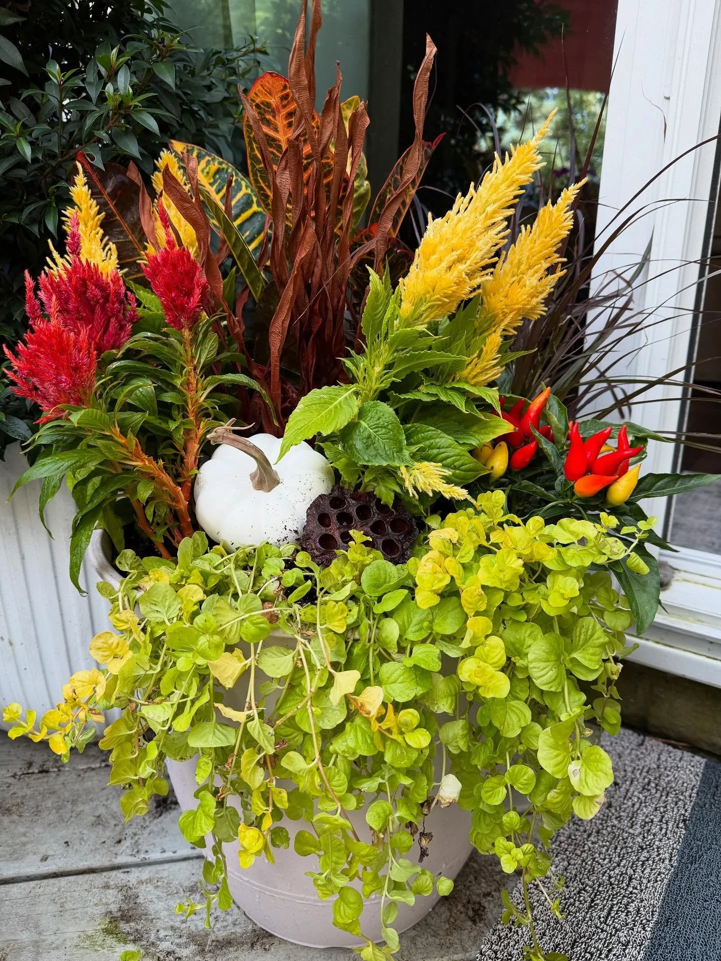 Fall pots are starting to roll out!
#quadcitiesporchpots #containergarden #fallporchpots