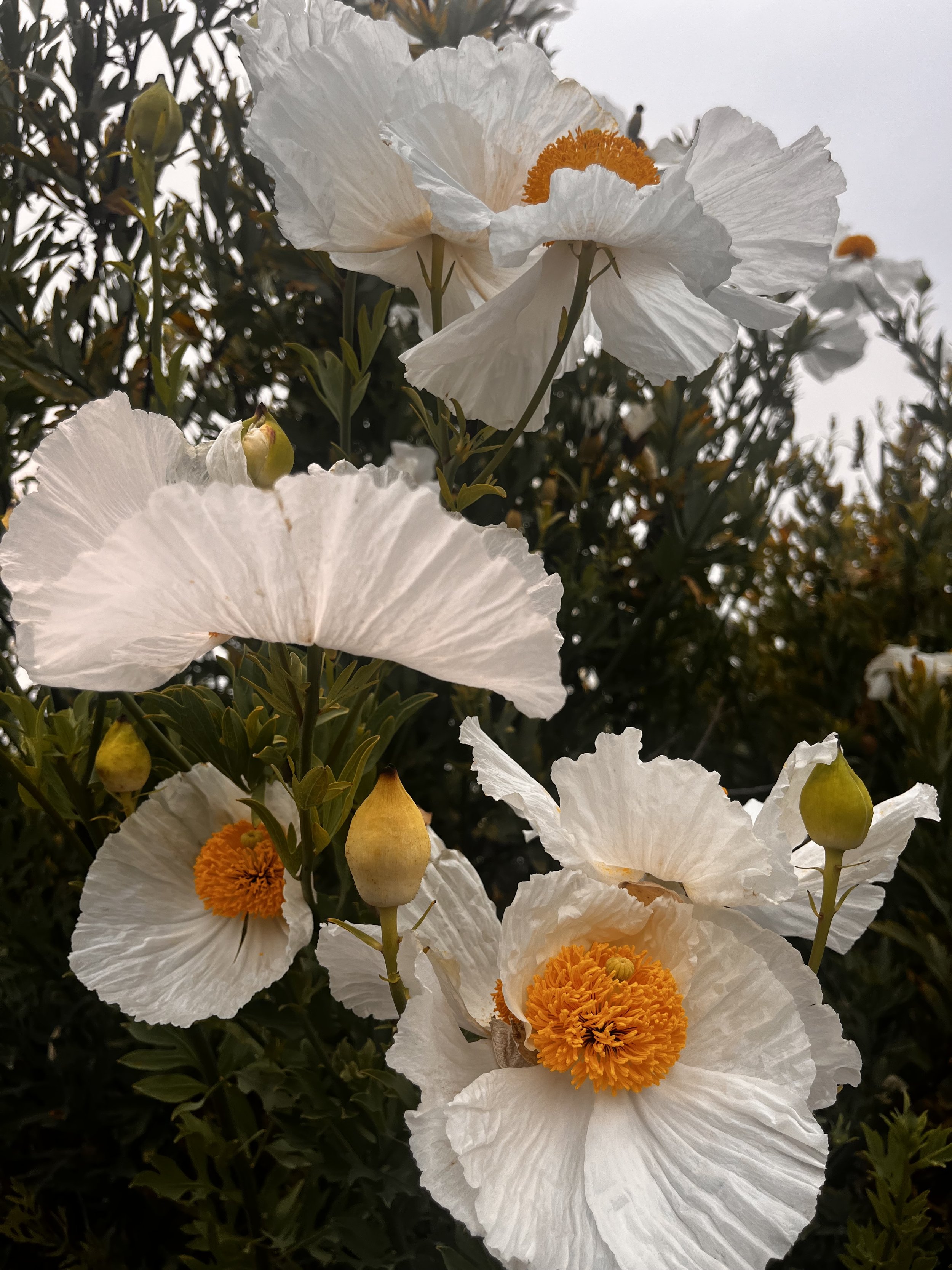 IMG_4263.jpeg