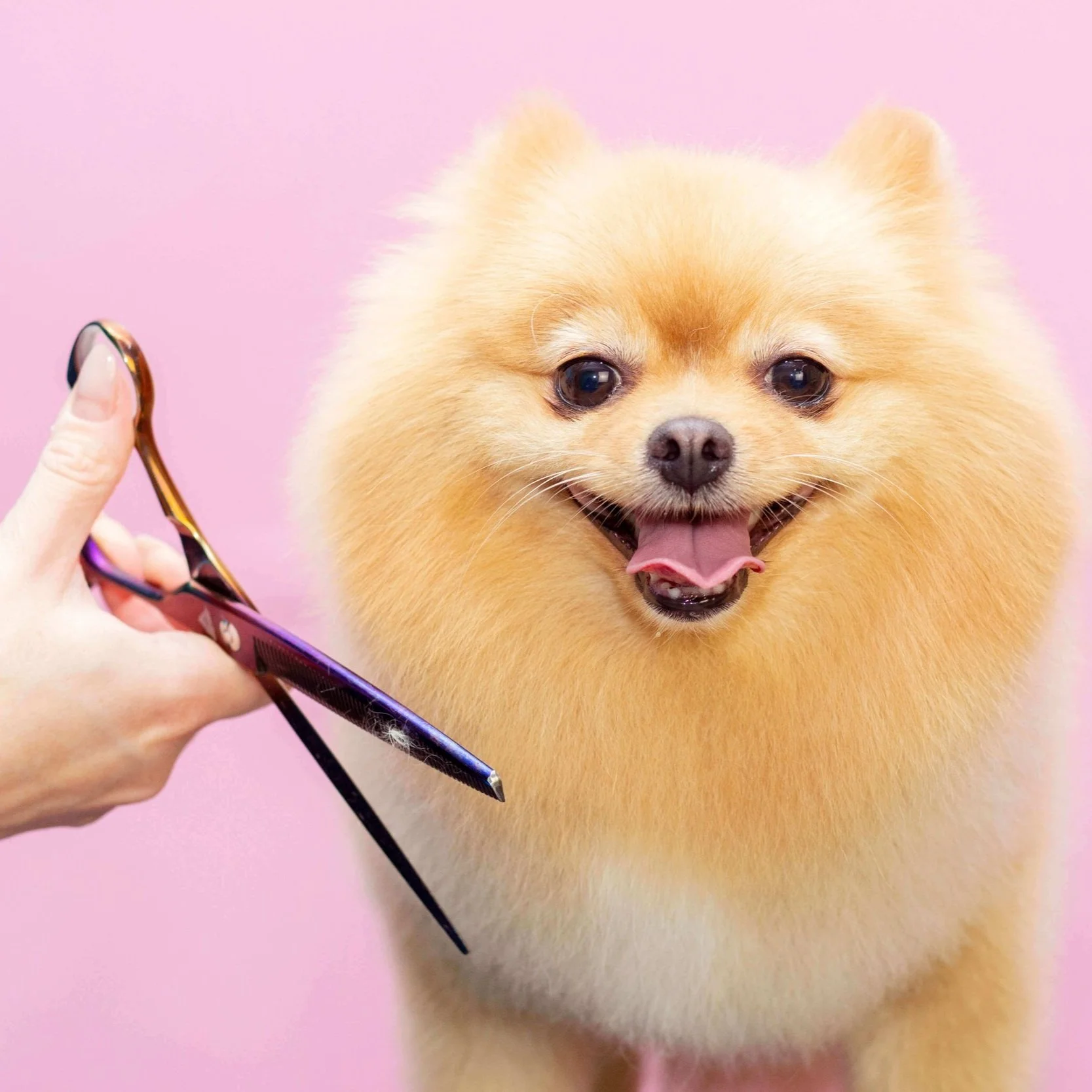 About Us — Orlando Mobile Dog Grooming