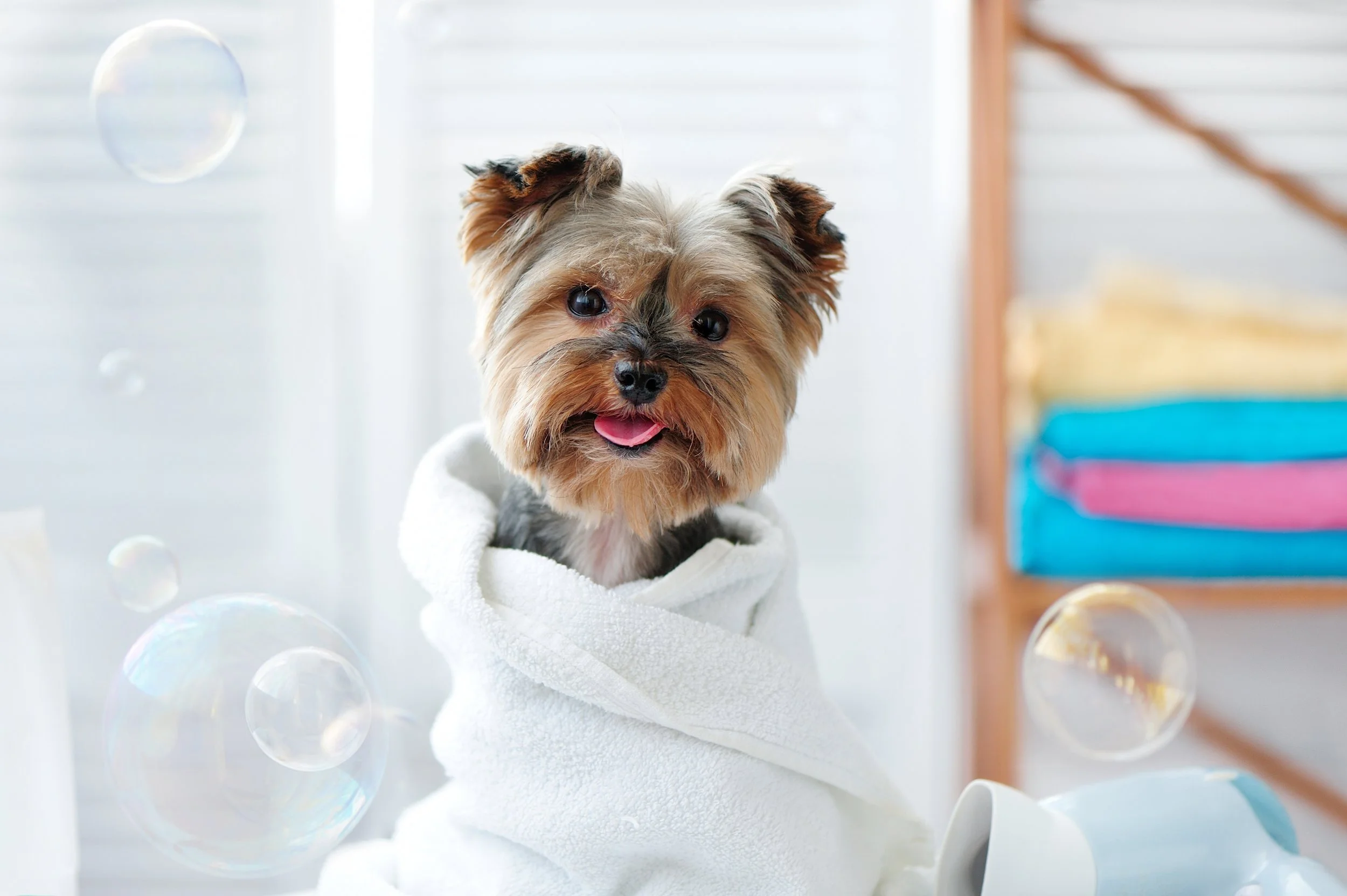 Mobile Dog Grooming and Mobile Pet Grooming In Orlando, Florida
