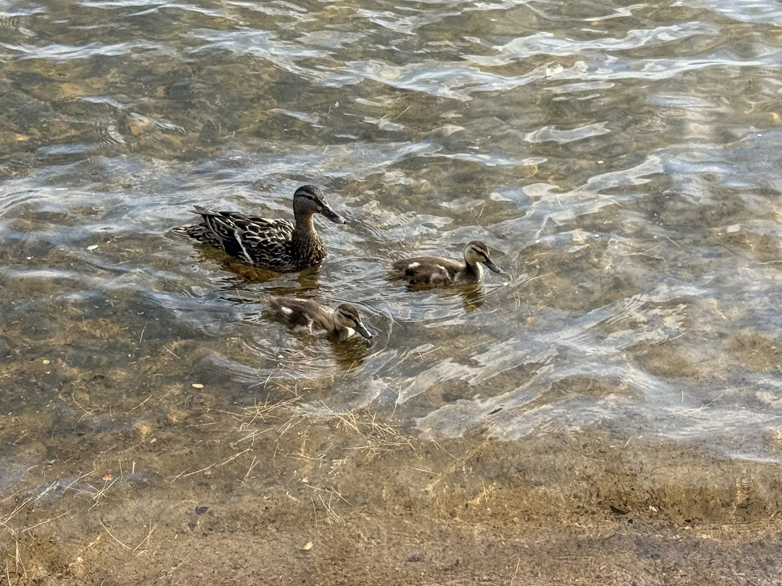duck fam.jpeg