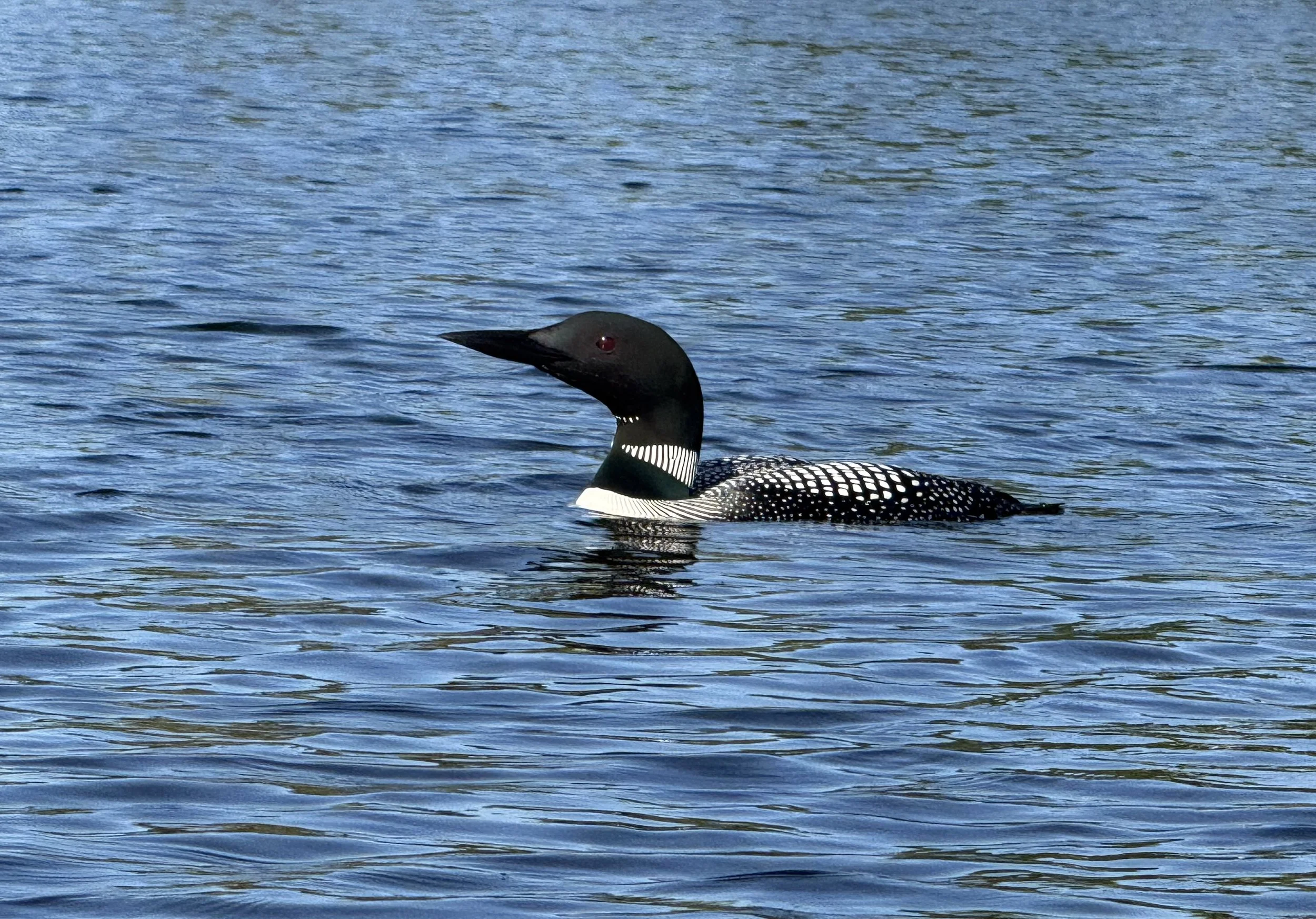 loon.jpeg