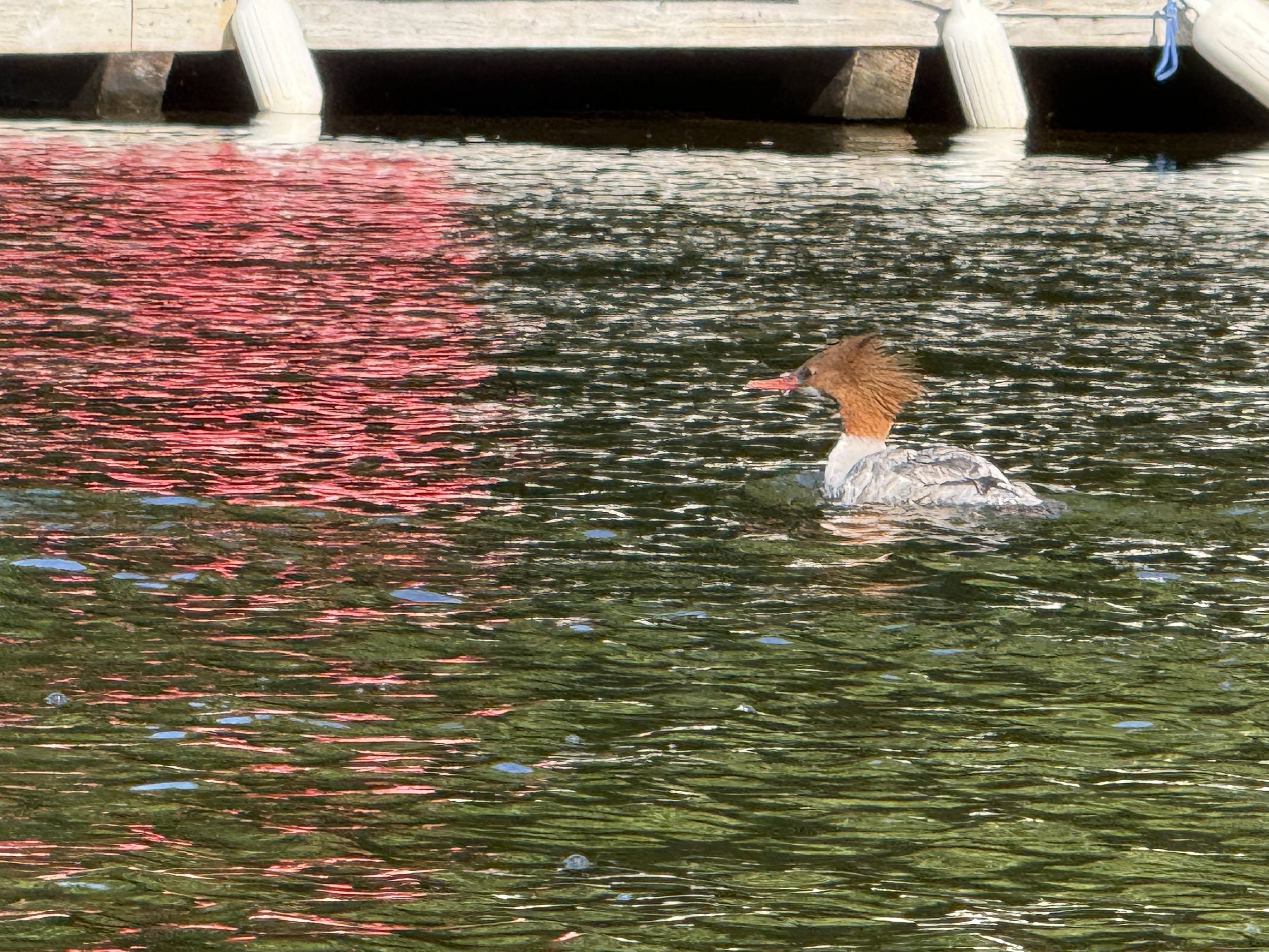 weird duck.jpeg