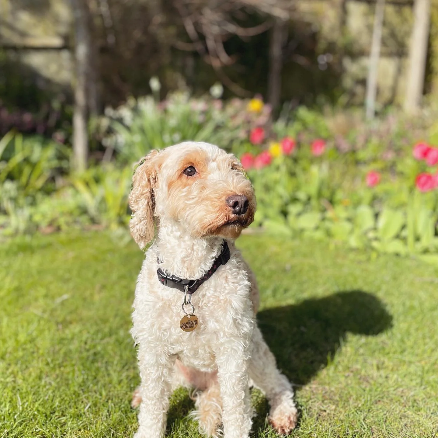 The Paw Smith Pet Care in Oxfordshire | Reliable & Experienced