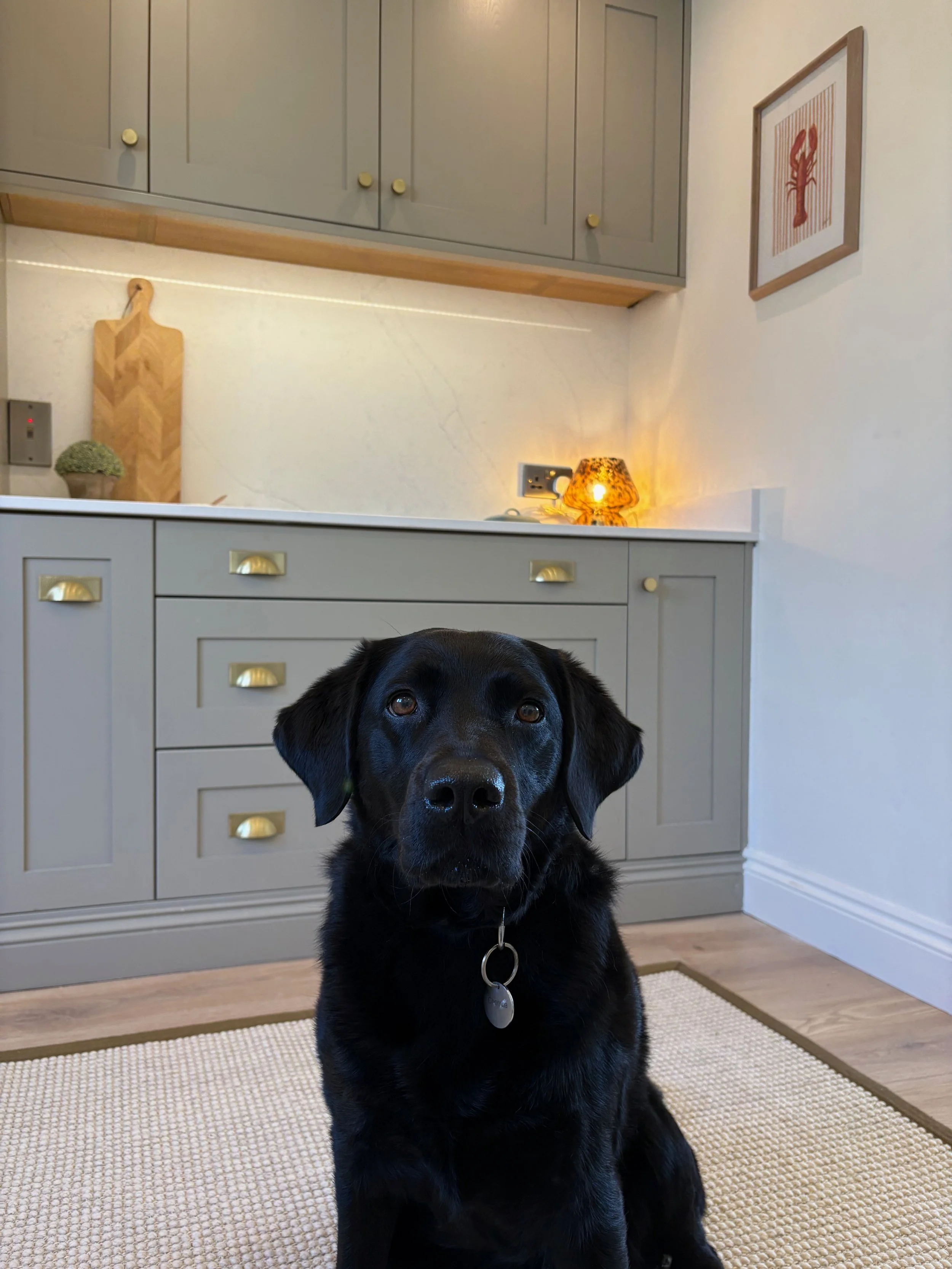 Labrador home boarding oxfordshire