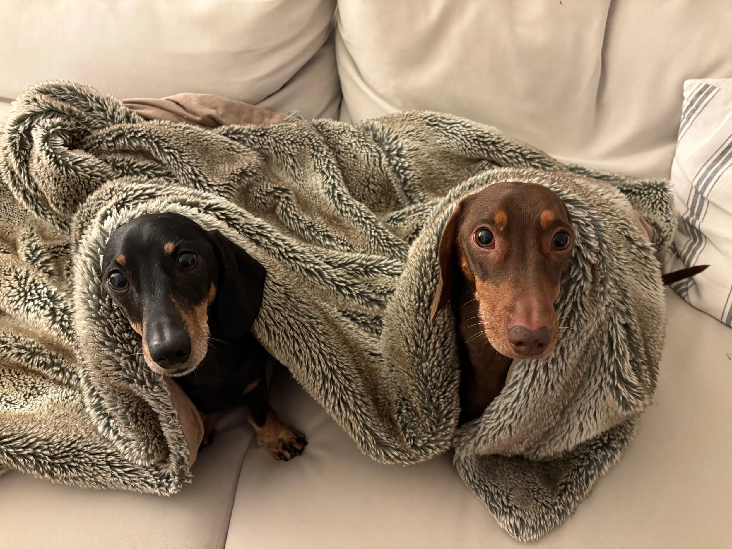dachshund home boarding oxfordshire