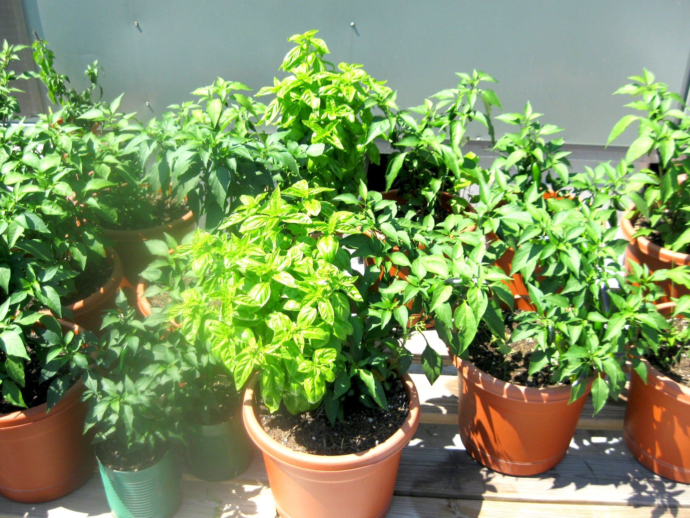 roofjalapenosbasil.jpg