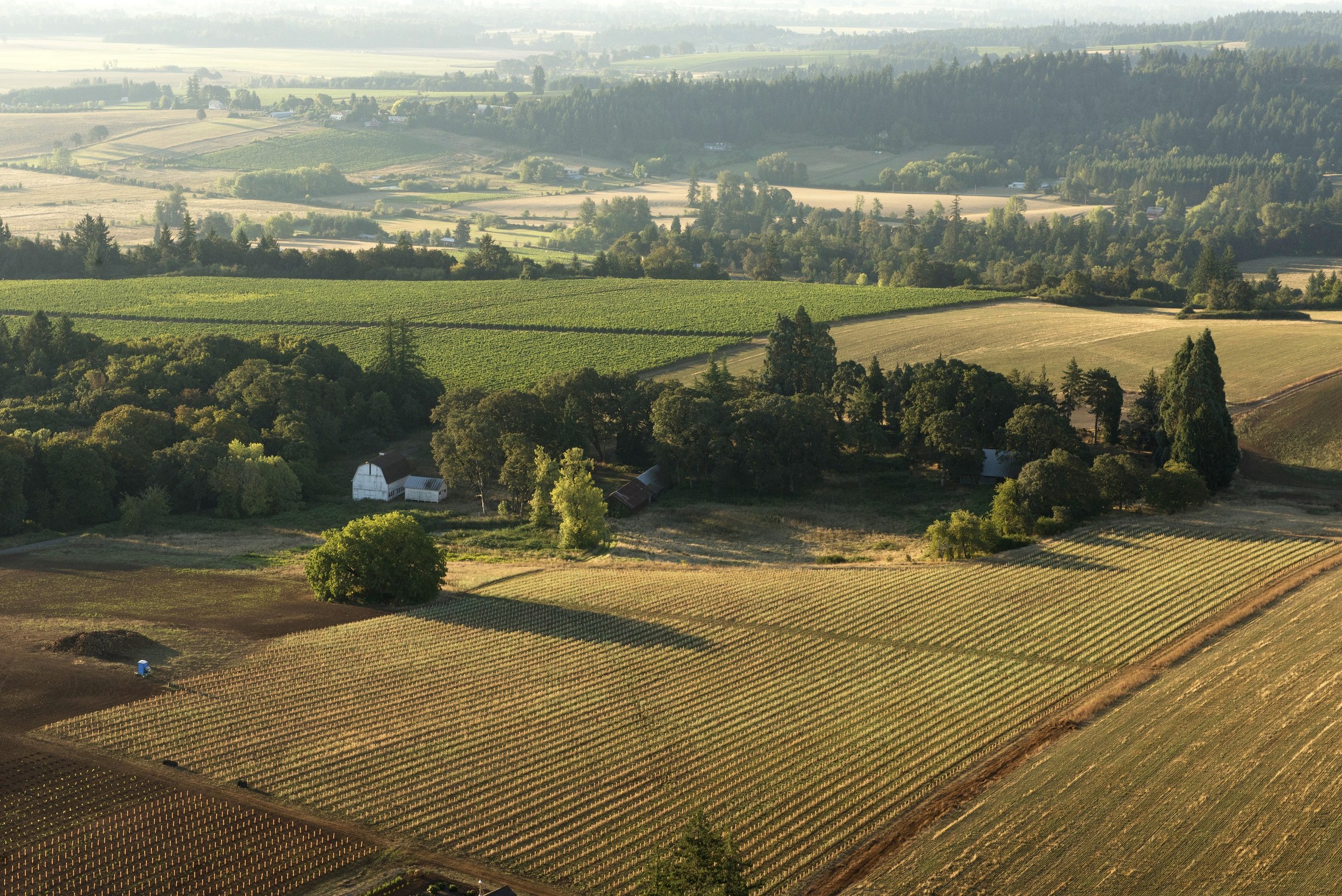 Elton Vineyards.jpg