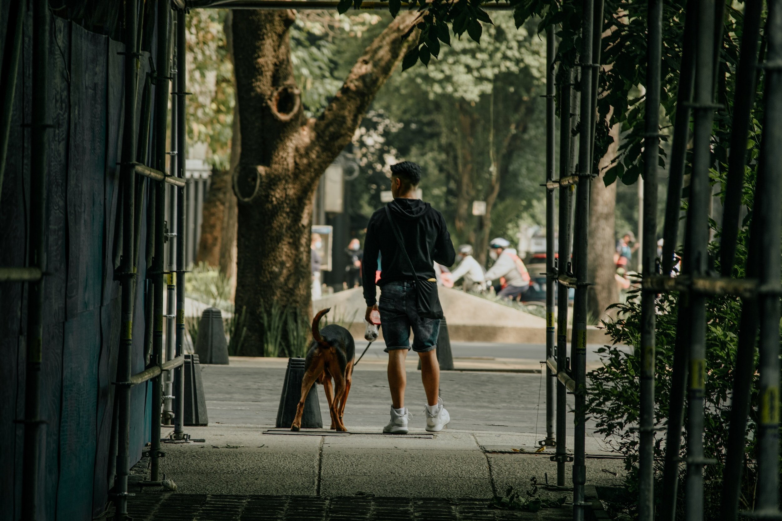 The city dog and the country dog - urban living with a reactive dog.
