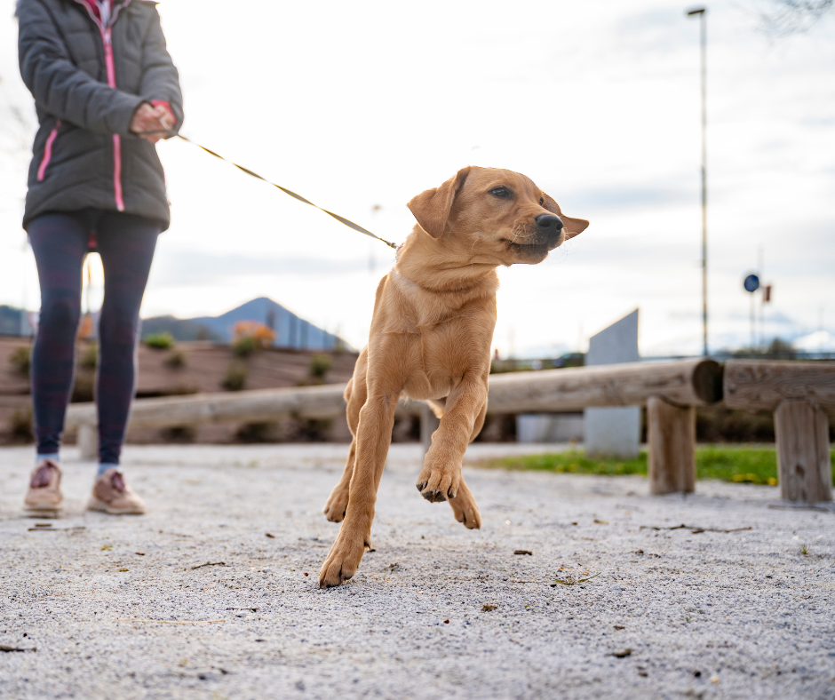 Loose Leash Walking Get Puppy To Stop Pulling On Leash How To Stop