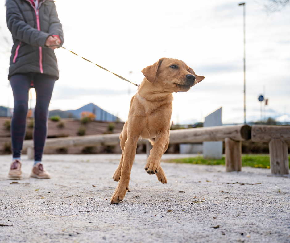 How to stop your dog's leash pulling - common myths & misconceptions — Sit  Pretty Behavior & Training