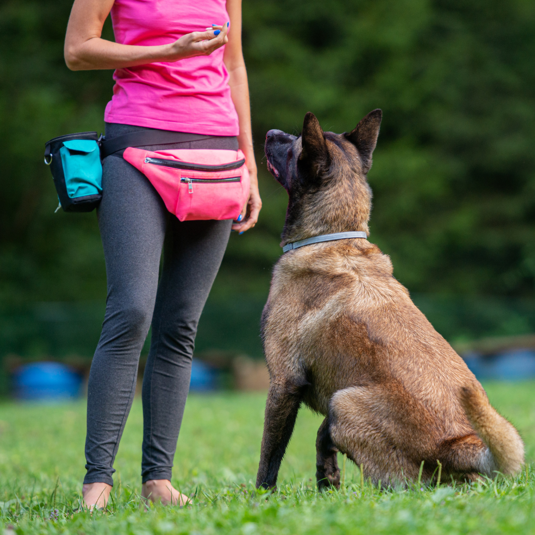 My dog can't be trained that way. — Sit Pretty Behavior & Training