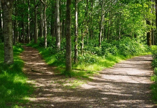 God’s Questions: On Choice