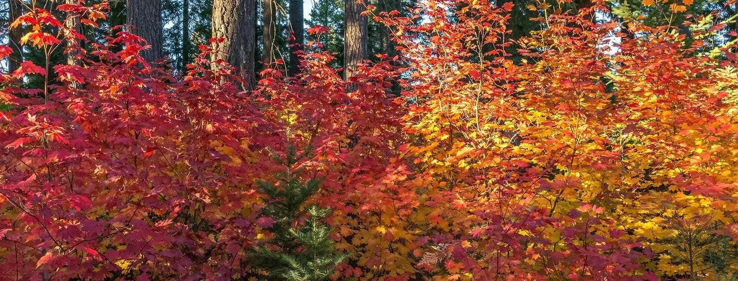 Fall in Bend
