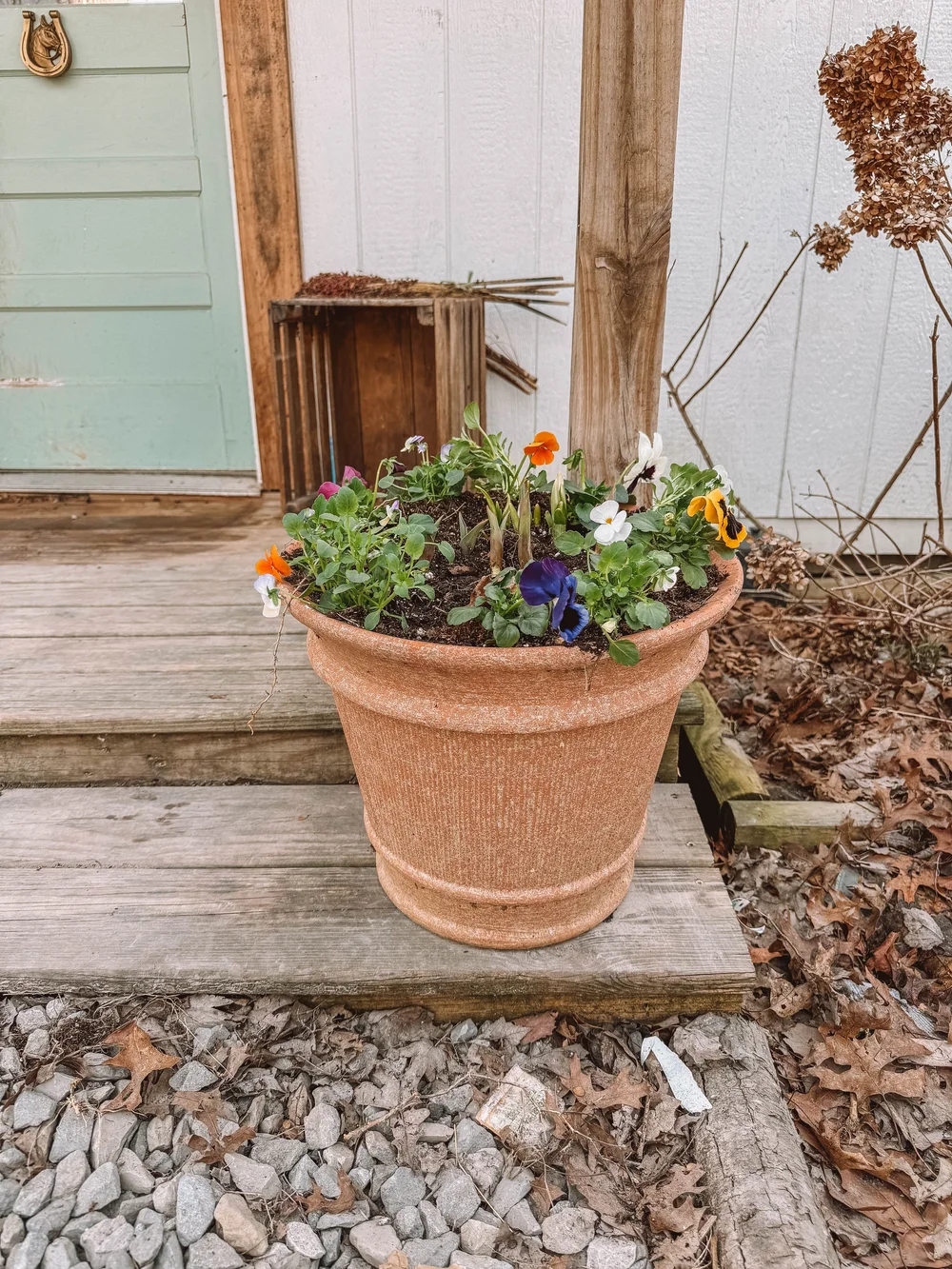 pansies in a pot.jpg