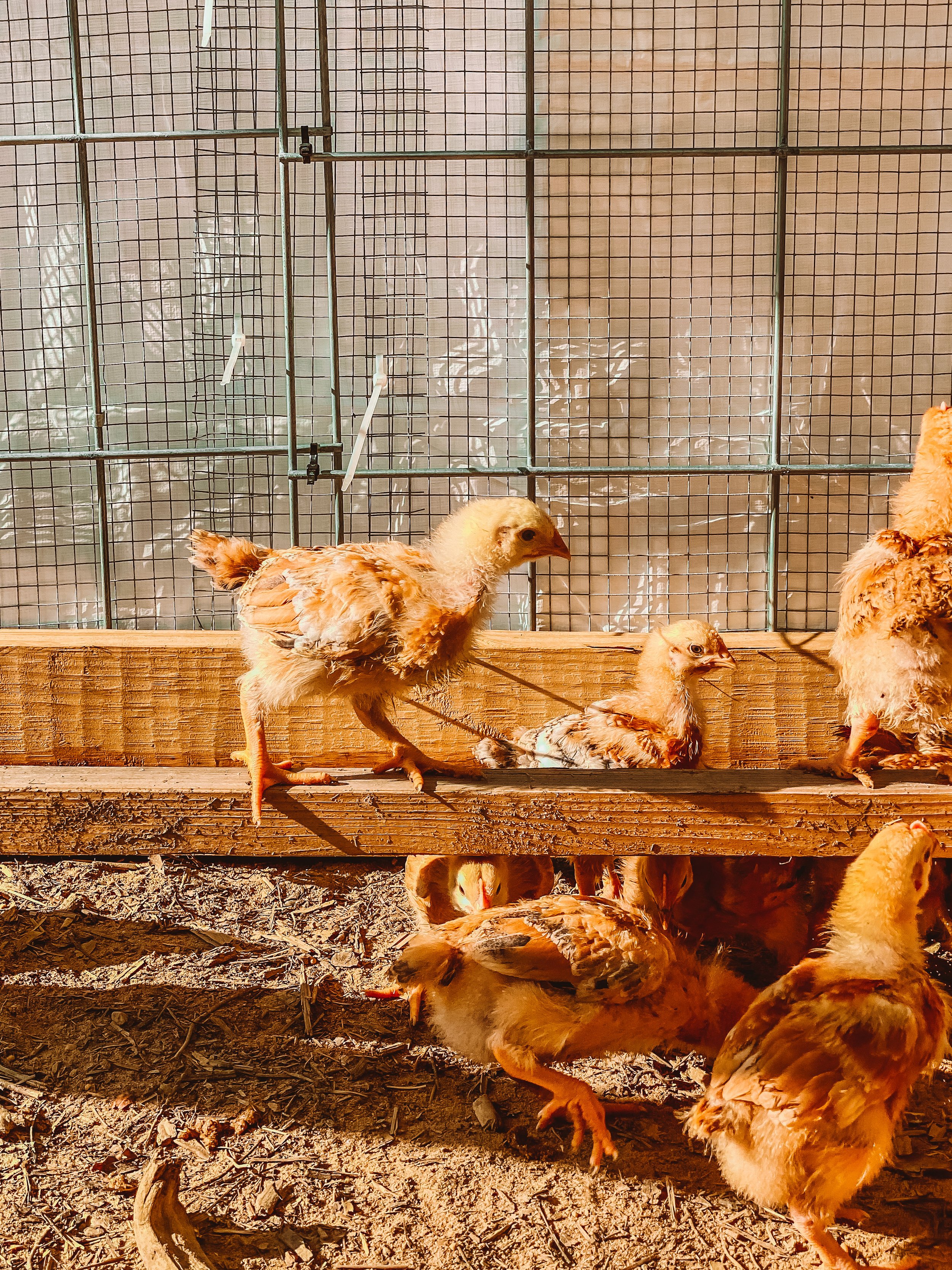 Freedom Rangers, meat chicks, chicks, chick