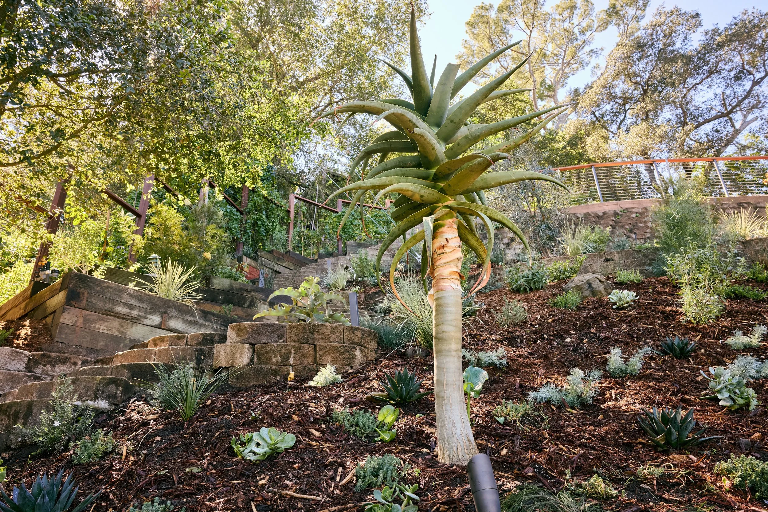 Viola Gardens_ Hollywood garden_March2026 42.jpeg