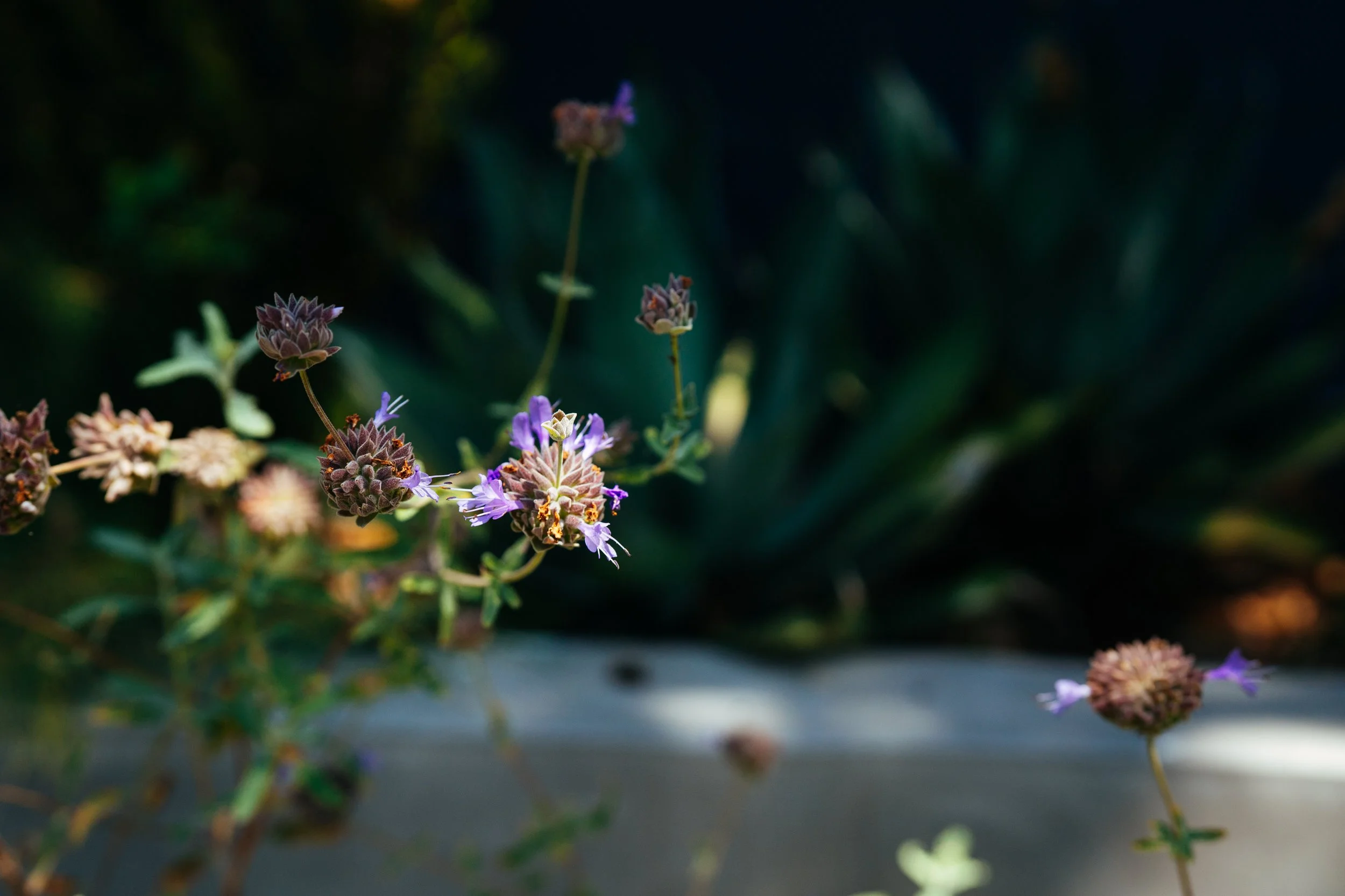 DSC09020.jpg