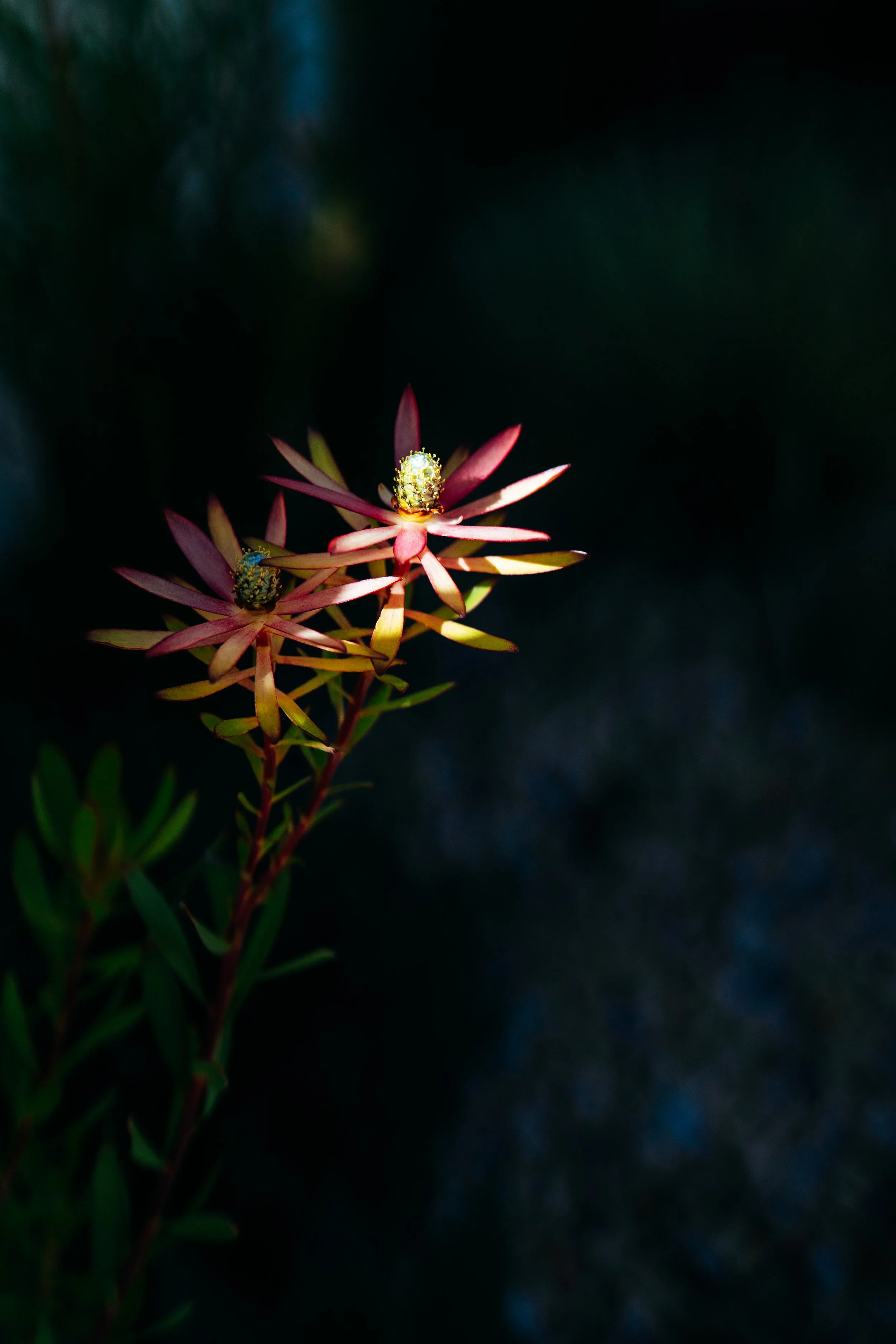 DSC03039.jpg