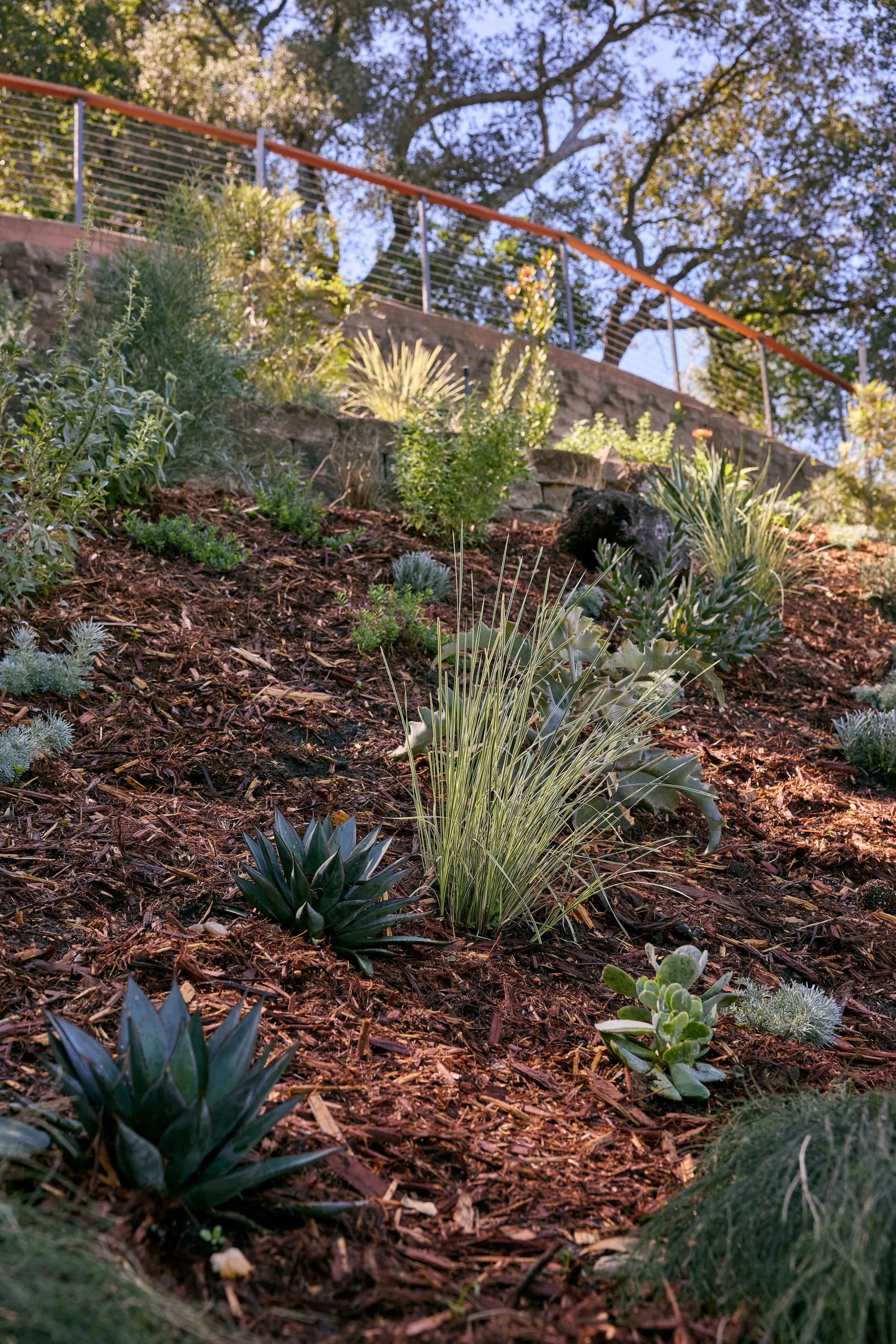 Viola Gardens_ Hollywood garden_March2026 66.jpeg